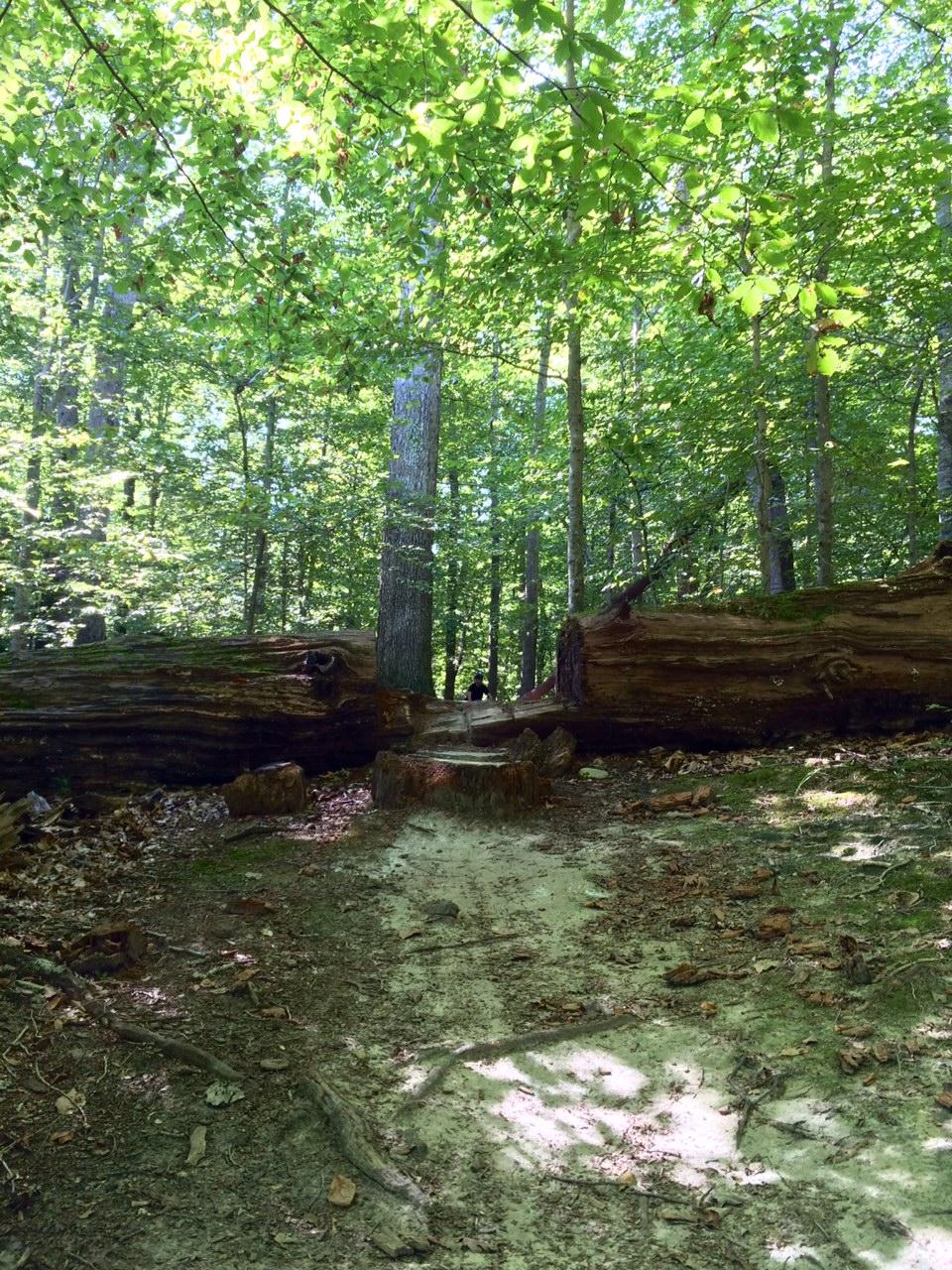 A sunlit forest scene featuring a narrow trail winding between two large fallen logs. The path is surrounded by vibrant green foliage and tall trees, creating a serene and natural environment. A figure can be seen in the distance, walking along the trail, suggesting a peaceful outdoor hike. Harwood's Mill mountain bike trail.
