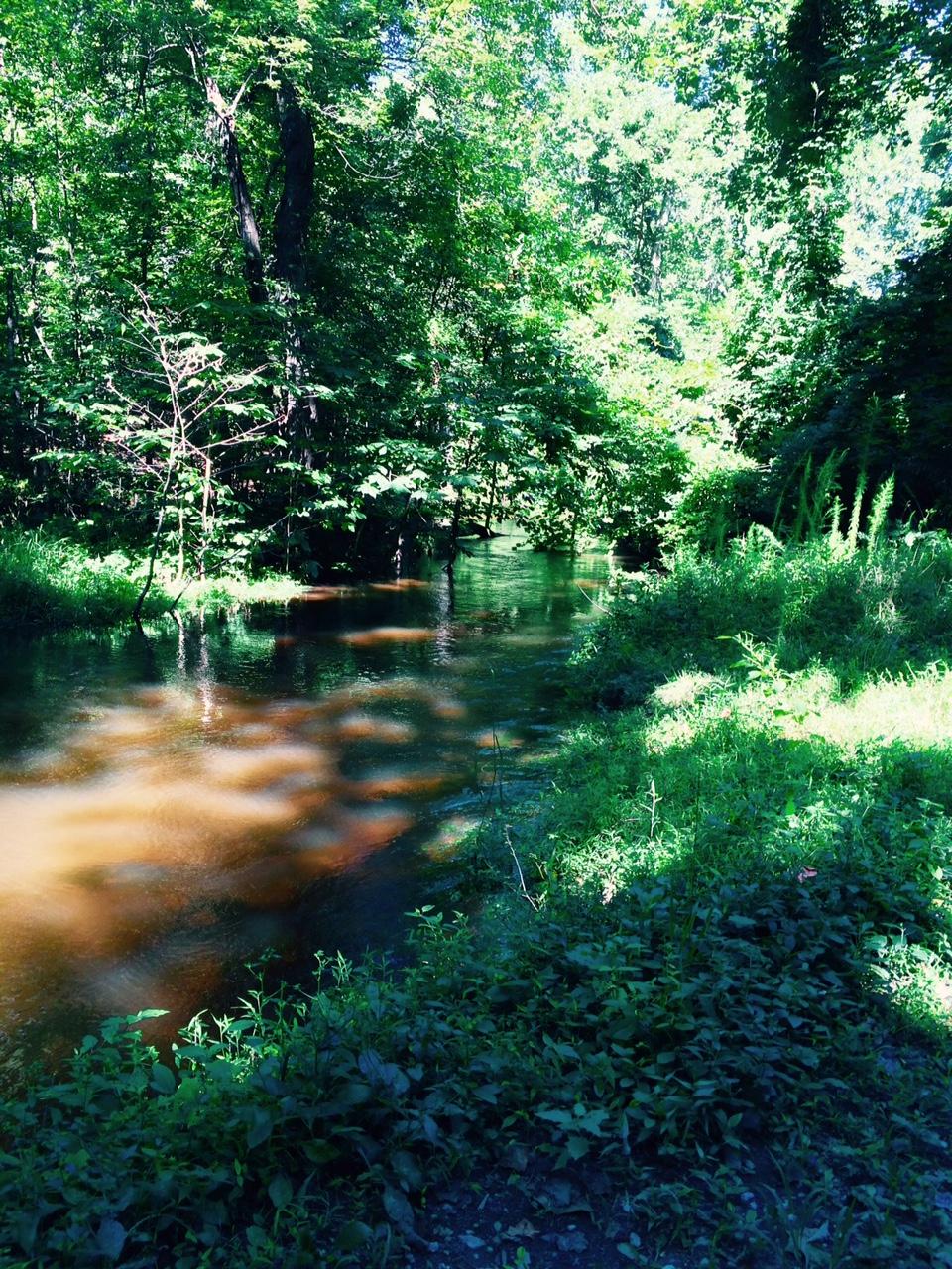 A serene view of a forested area with a gently flowing creek. Lush greenery surrounds the water, with tall trees and underbrush creating a peaceful natural setting, dappled light filtering through the leaves. Harwood's Mill mountain bike trail.