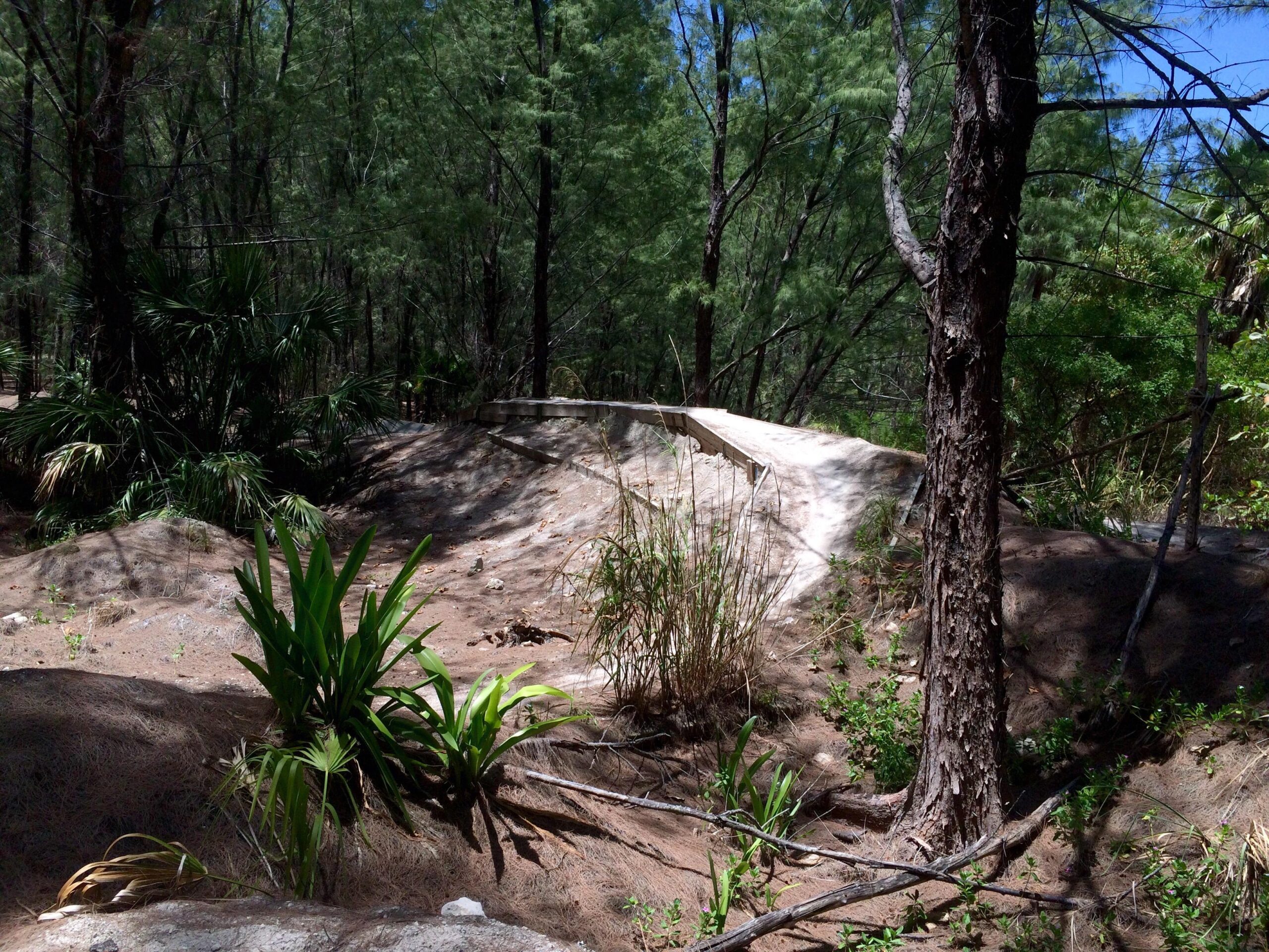 A scenic view of a sandy area in a forest, featuring a gentle slope surrounded by tall green trees and various plants. Sunlight filters through the leaves, creating a natural and serene atmosphere. Virginia Key North Point mountain bike trail.