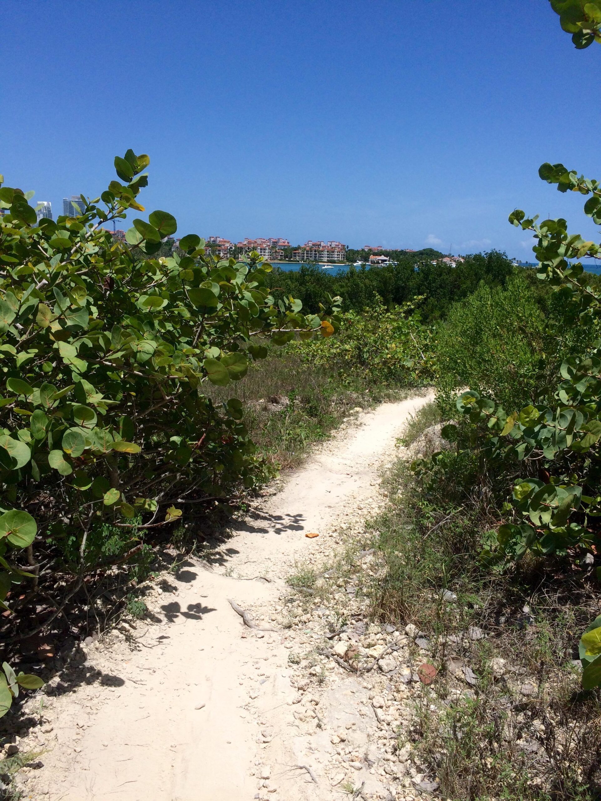 A sandy pathway winding through lush green vegetation, leading towards a distant view of buildings along a waterfront under a bright blue sky. Virginia Key North Point mountain bike trail.
