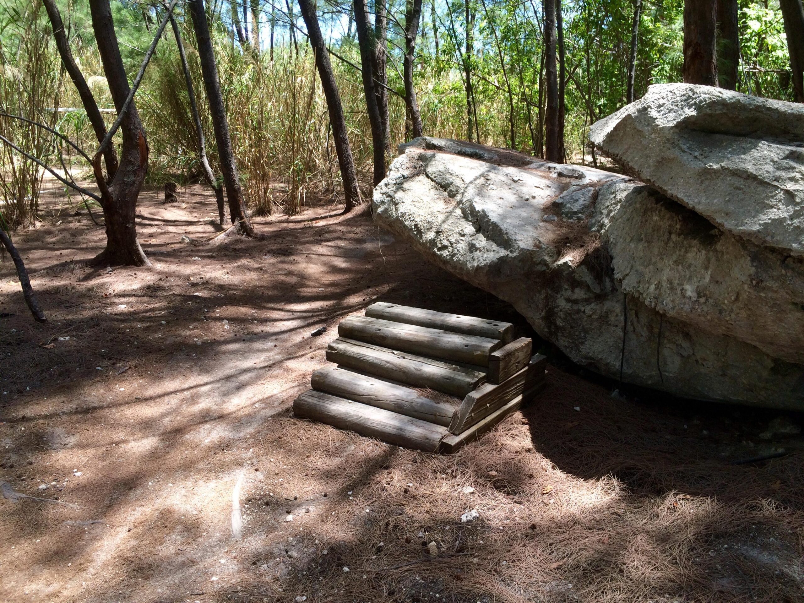 A natural wooded area with a large rock and wooden steps leading up to it, surrounded by trees and foliage. The ground is covered in pine needles, creating a serene outdoor atmosphere. Virginia Key North Point mountain bike trail.