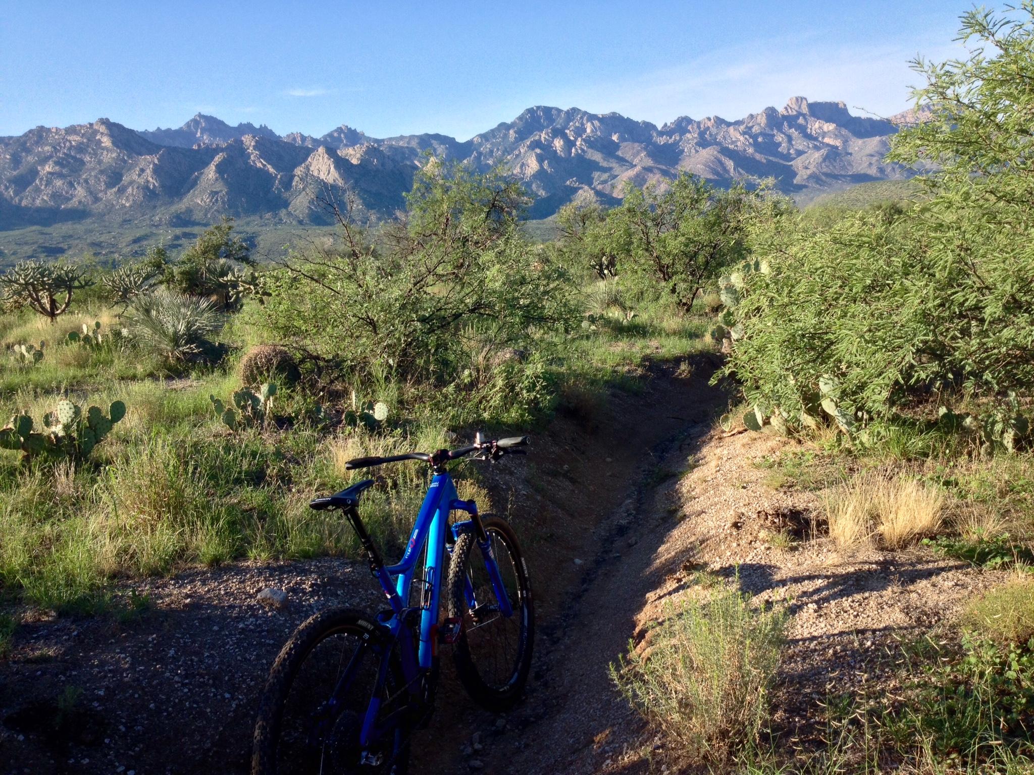 A mountain bike resting on a dirt trail in a lush desert landscape, with cacti and shrubs surrounding the path, and rugged mountains in the background under a clear blue sky. 50-year Trail / Golder Ranch mountain bike trail.