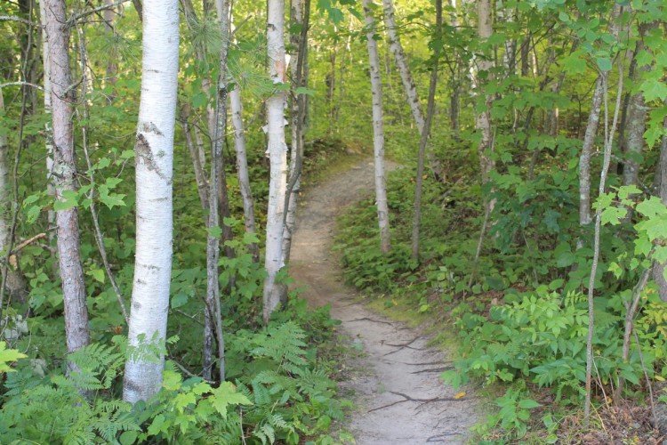 A winding dirt path through a lush forest featuring tall white birch trees and green foliage. Sunlight filters through the leaves, creating a serene and inviting atmosphere.