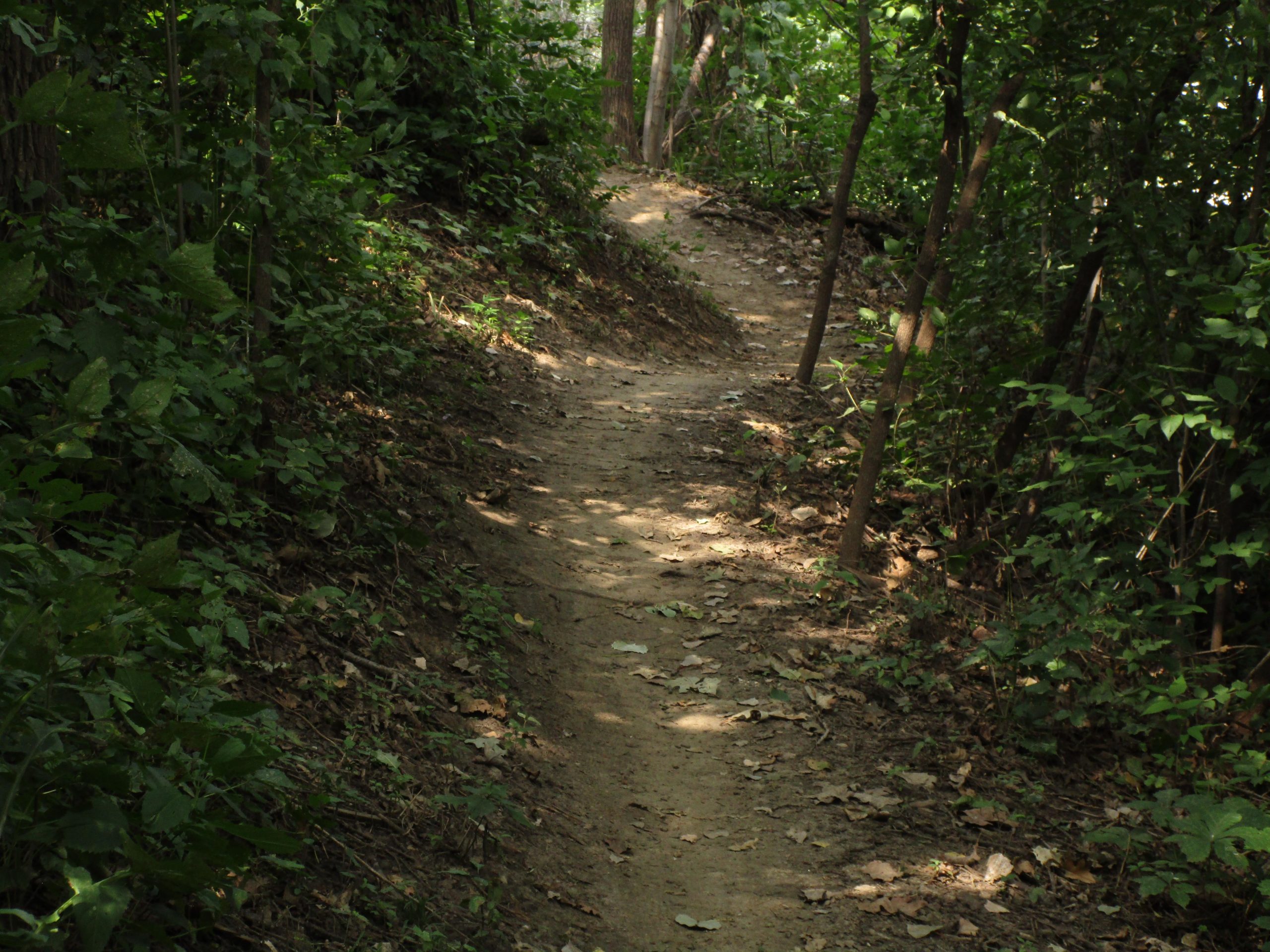 A winding dirt path through a lush green forest, surrounded by dense foliage and trees. Sunlight filters through the leaves, illuminating patches of the trail and the ground covered with fallen leaves. Lewis And Clark Monument mountain bike trail.