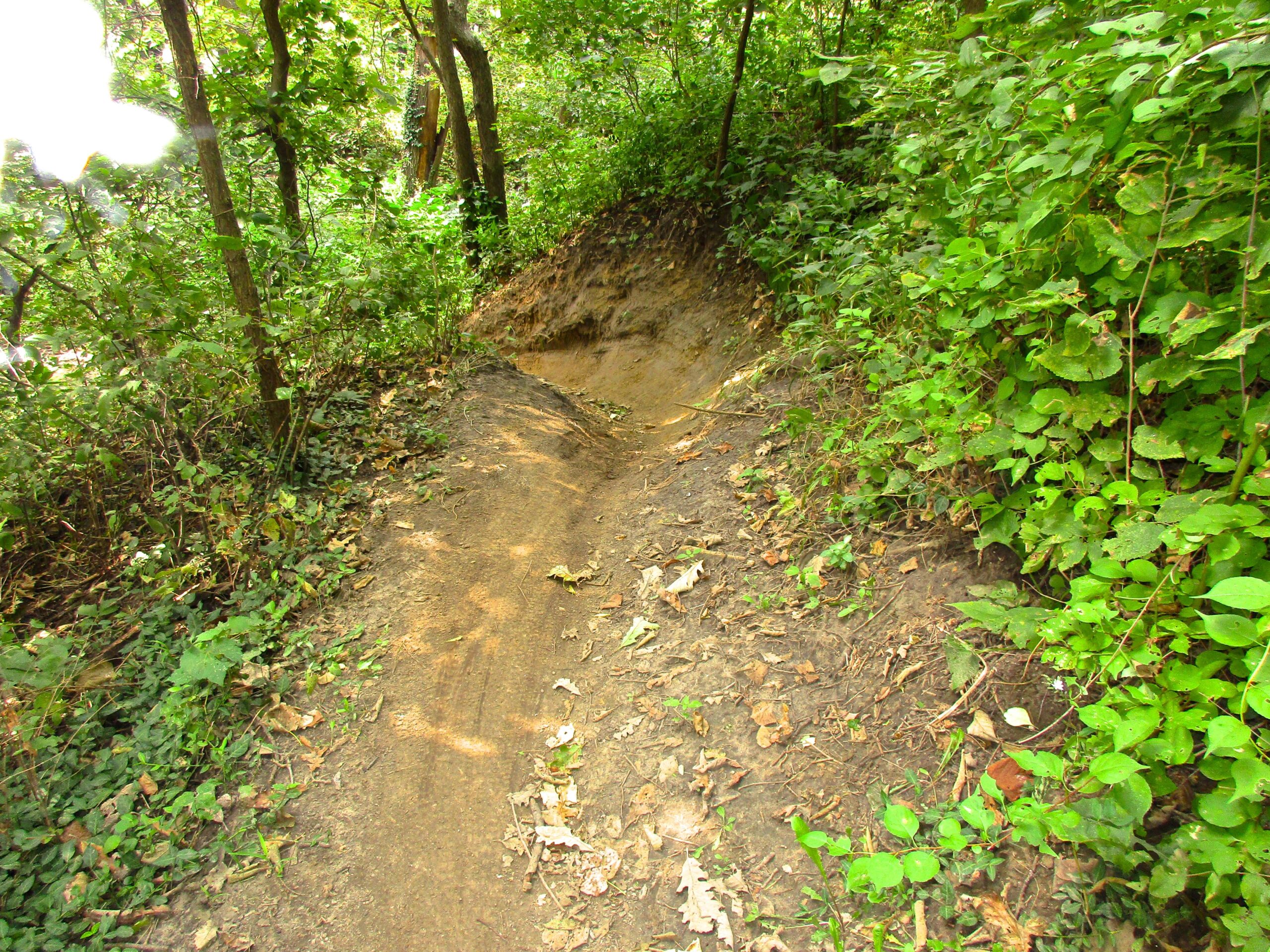 A narrow dirt path winding through a dense, leafy forest with a variety of green plants and trees on either side. The ground is uneven and slightly eroded, suggesting it is a frequently used trail. Sunlight filters through the tree canopy, illuminating parts of the path. Lewis And Clark Monument mountain bike trail.