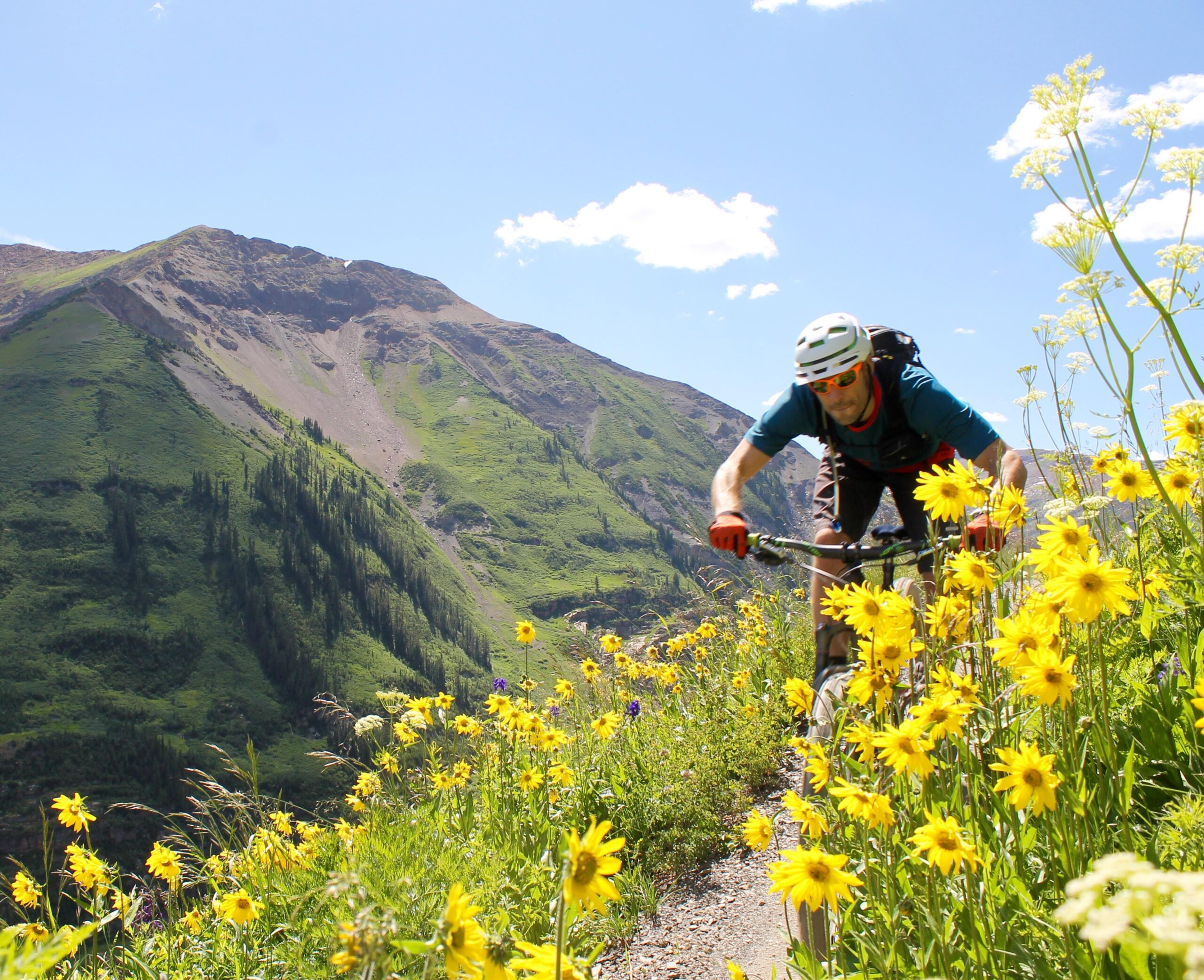 A mountain biker riding along a narrow trail surrounded by vibrant yellow wildflowers, with lush green mountains in the background and a clear blue sky overhead. Trail 401 mountain bike trail.