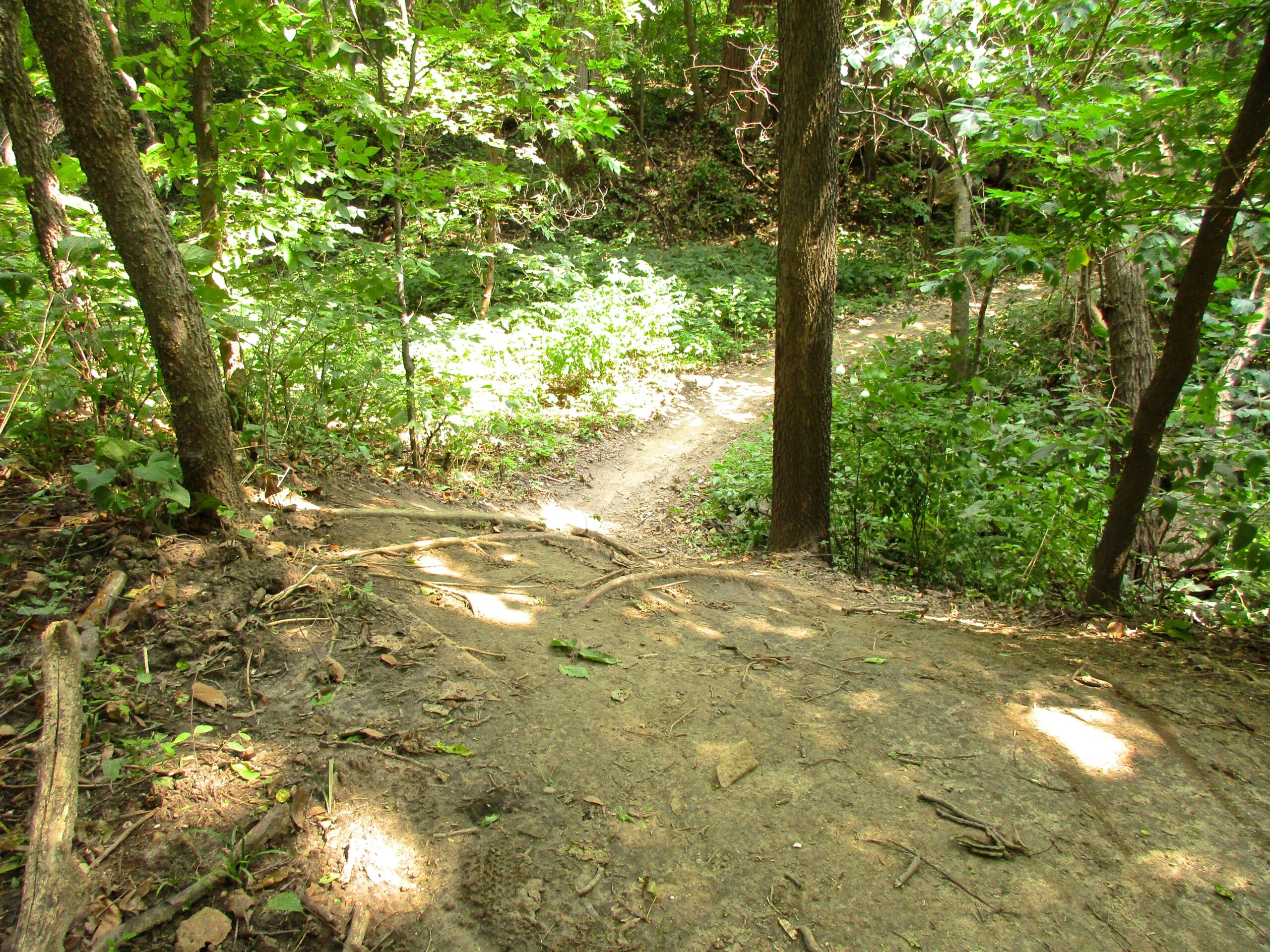 A winding dirt path through a lush green forest, flanked by trees and undergrowth, with sunlight filtering through the leaves. The trail is slightly steep and has visible roots and rocks, suggesting it may be a natural hiking route. Lewis And Clark Monument mountain bike trail.