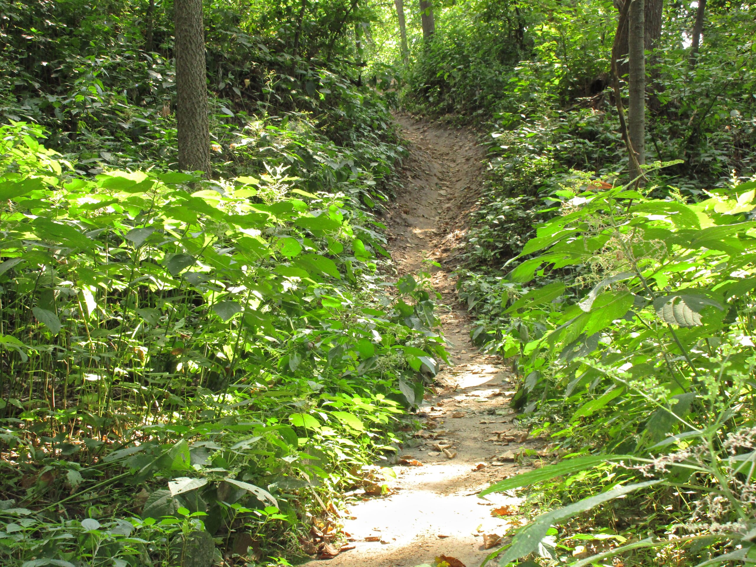 Narrow dirt path winding through lush green foliage in a wooded area, illuminated by sunlight filtering through the trees. Lewis And Clark Monument mountain bike trail.