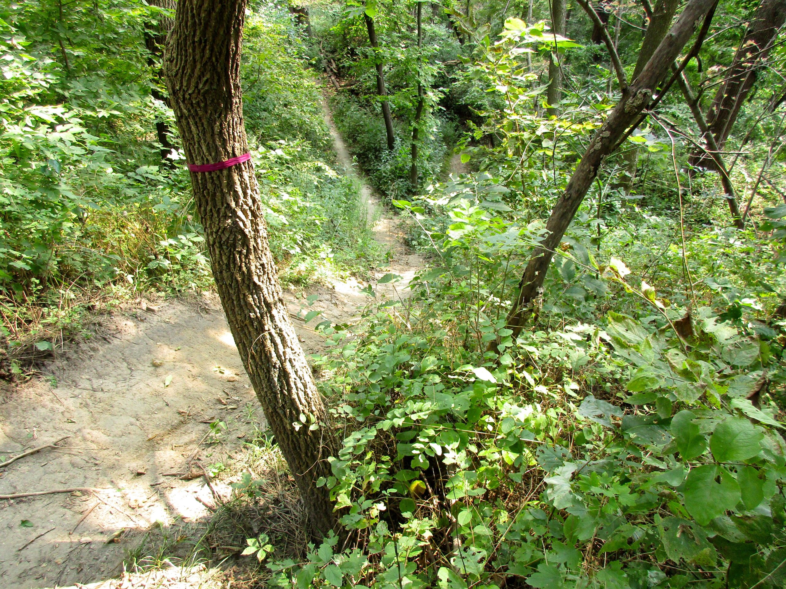 A narrow dirt trail winding through a lush green forest, flanked by trees and dense foliage. A tree in the foreground is marked with a pink ribbon, indicating a specific point along the path. Sunlight filters through the leaves, illuminating the scene. Lewis And Clark Monument mountain bike trail.