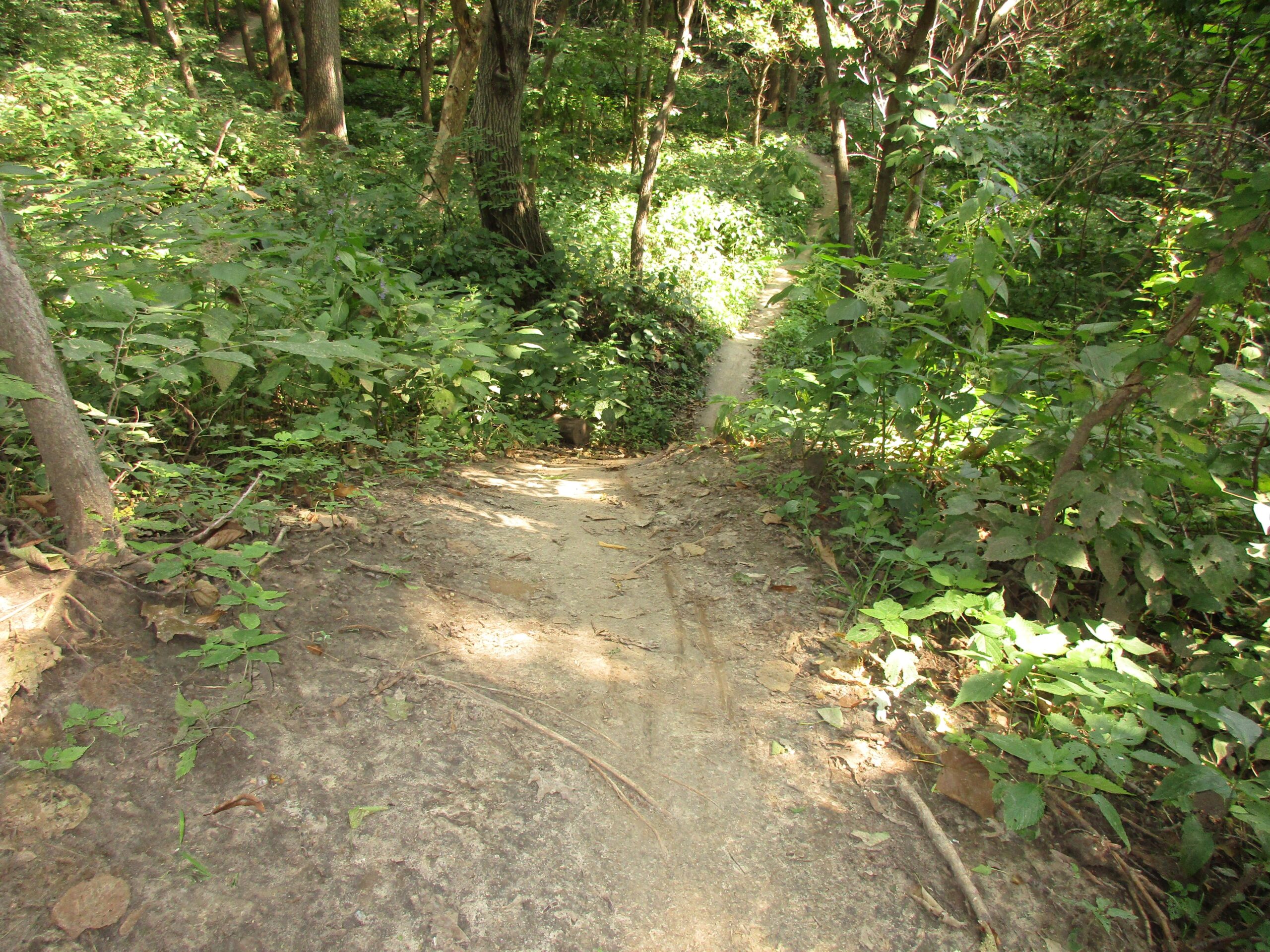 A narrow dirt path winding through a lush, green forest, surrounded by various plants and trees. The path descends gently, leading deeper into the wilderness. Sunlight filters through the leaves, creating a serene and inviting atmosphere. Lewis And Clark Monument mountain bike trail.