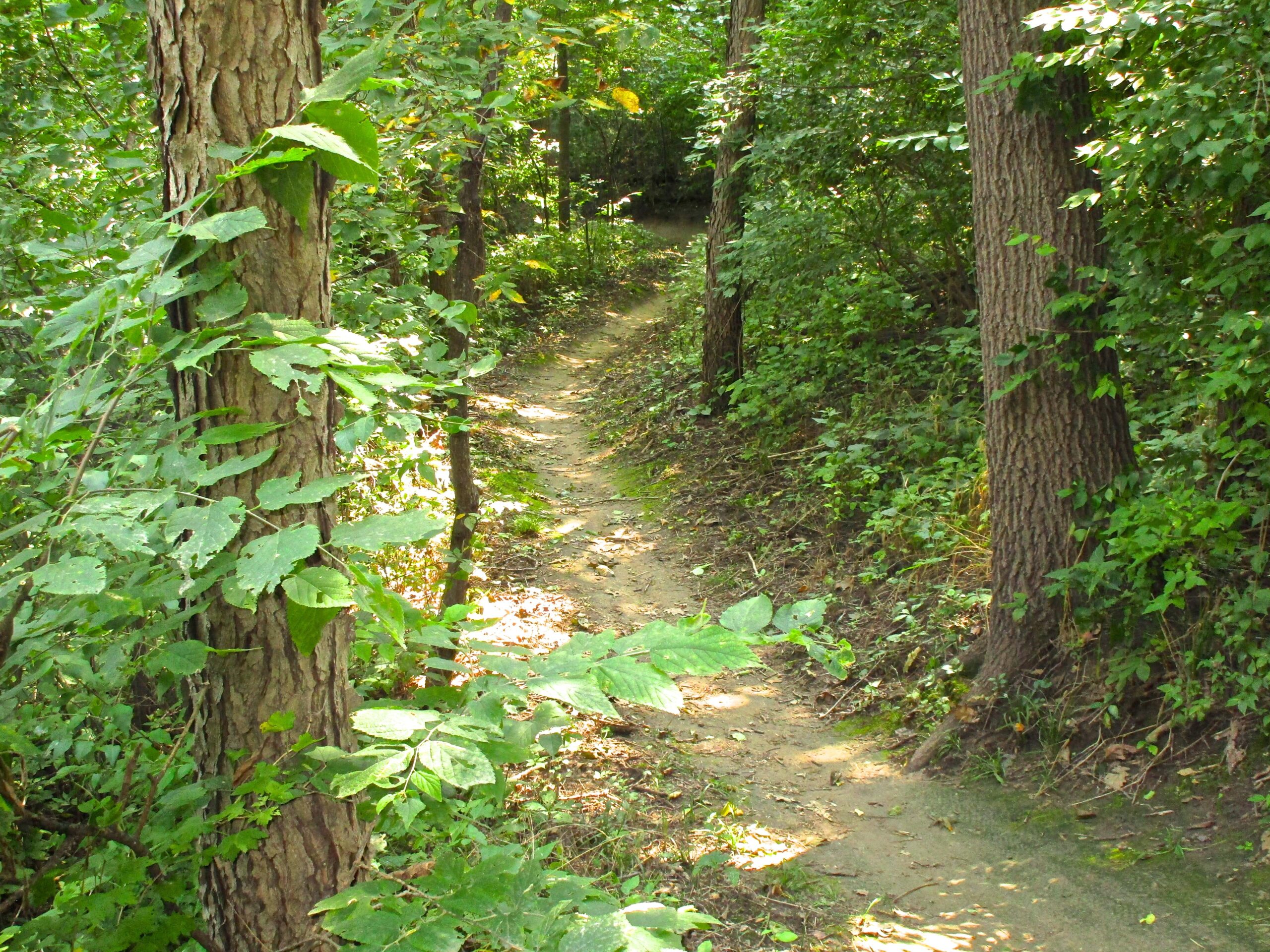 A narrow dirt path winding through a dense forest, surrounded by trees and thick greenery. Sunlight filters through the leaves, illuminating the trail. Lewis And Clark Monument mountain bike trail.