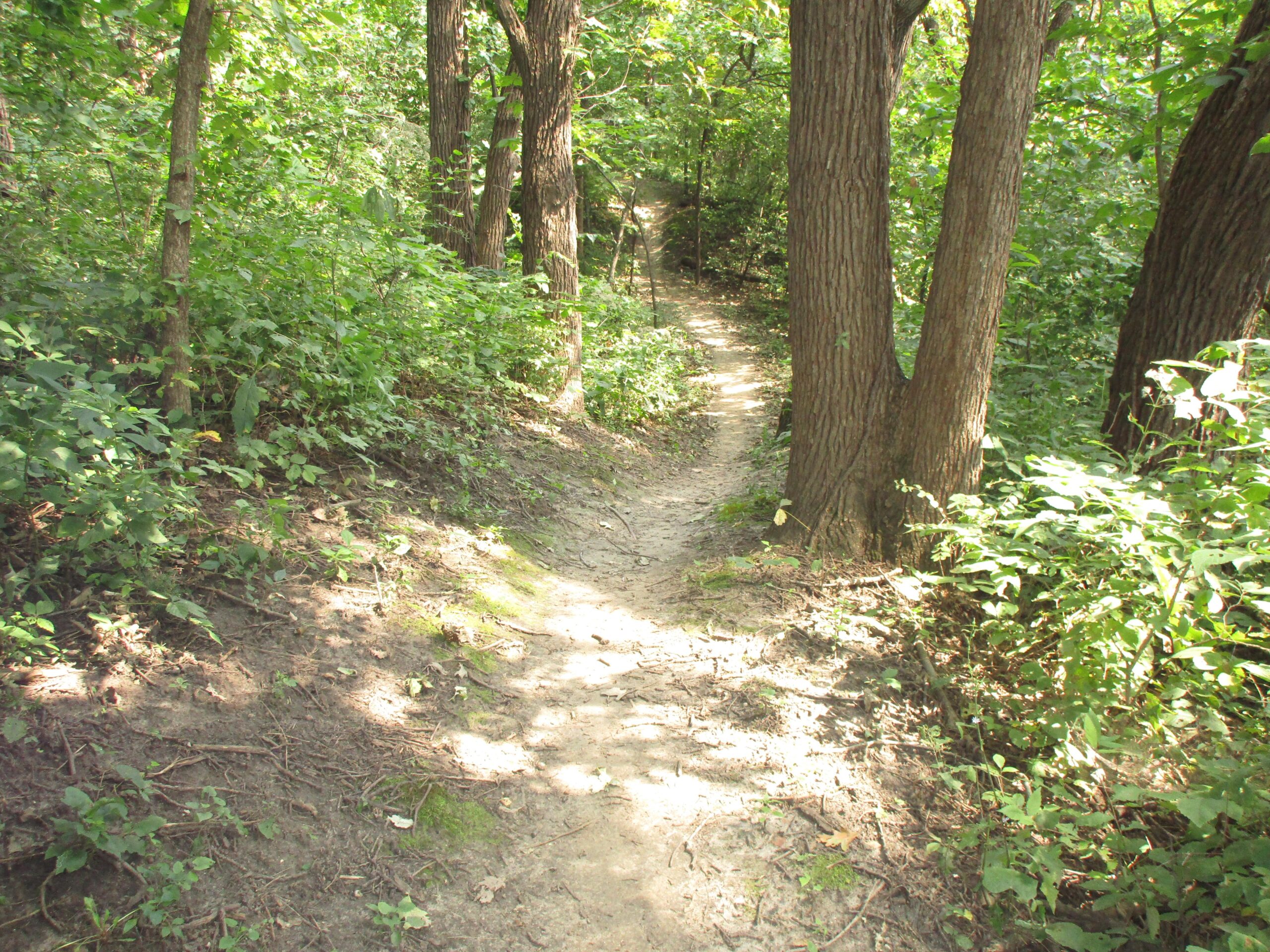 A winding dirt path through a lush green forest, surrounded by tall trees and dense foliage. Sunlight filters through the leaves, creating a serene and inviting atmosphere. Lewis And Clark Monument mountain bike trail.