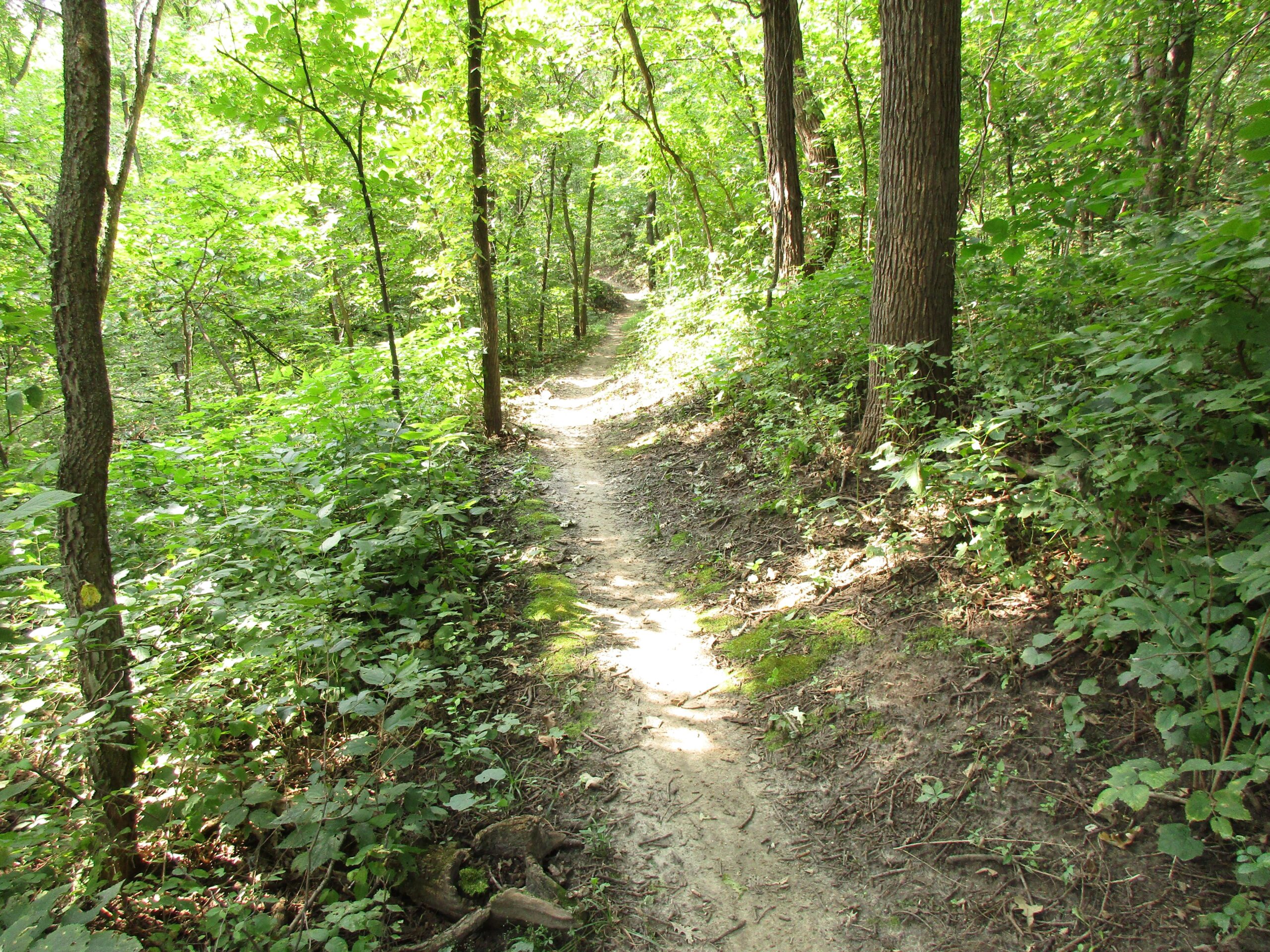 A sunlit dirt path winding through a lush green forest, with tall trees and dense foliage on either side, creating a serene and tranquil atmosphere. Lewis And Clark Monument mountain bike trail.