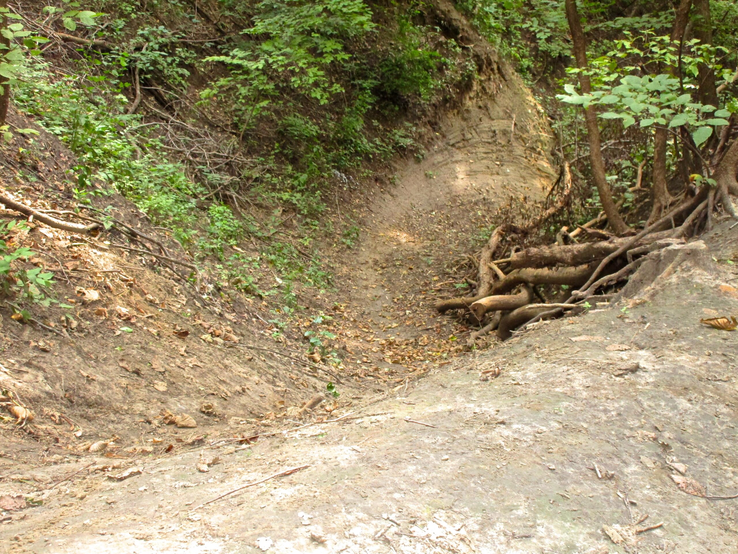 A dry, sloped ravine surrounded by greenery, featuring exposed tree roots and patches of fallen leaves. The path leads downward into the ravine, with rocky soil and sparse vegetation lining the sides. Lewis And Clark Monument mountain bike trail.