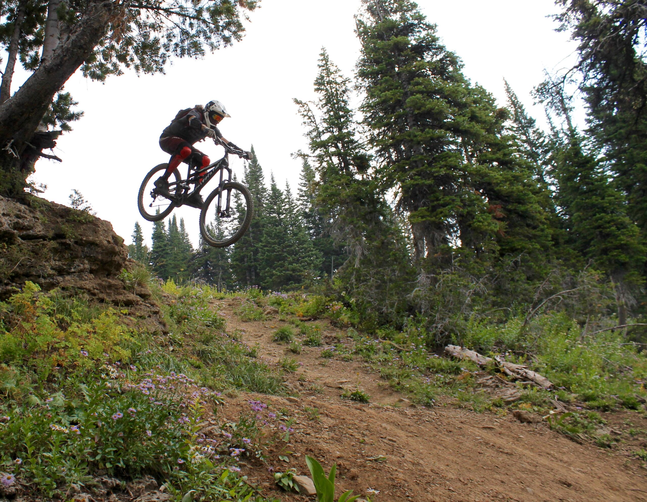 A mountain biker wearing protective gear jumps off a rock on a forest trail, surrounded by greenery and wildflowers. The scene captures the action and excitement of mountain biking in a natural setting. Grand Targhee Bike Park mountain bike trail.