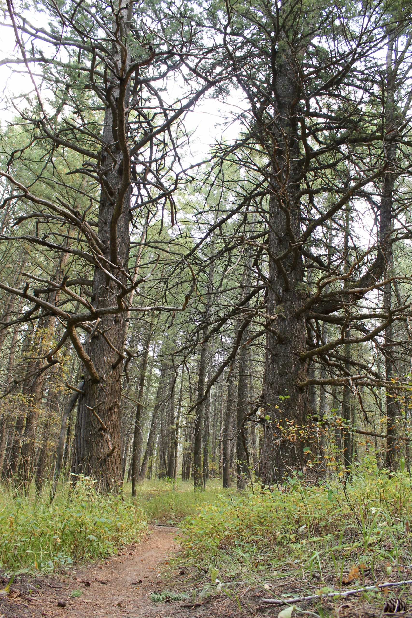 A winding dirt path bordered by lush green grass and shrubs leads through a tall forest of trees with thick, gnarled branches. The scene is set in a serene wooded area, creating a peaceful atmosphere under a slightly overcast sky. Horseshoe Canyon mountain bike trail.