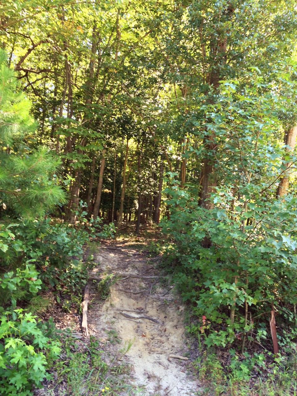 A narrow path leading into a dense forest, surrounded by green foliage and trees. The ground is sandy with visible roots, indicating a natural trail. Sunlight filters through the leaves, casting dappled light on the path. Harwood's Mill mountain bike trail.