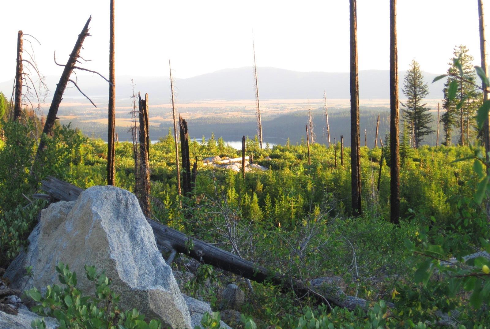 A serene landscape featuring a foreground of rocky outcrops and green vegetation. In the background, tall, charred tree trunks stand against rolling hills and a distant lake. The scene is illuminated by soft, warm sunlight, suggesting early morning or late afternoon. The rich contrast between the foliage and the burnt trees highlights the area’s natural beauty and resilience. Fall Creek Loop Trail #107 mountain bike trail.