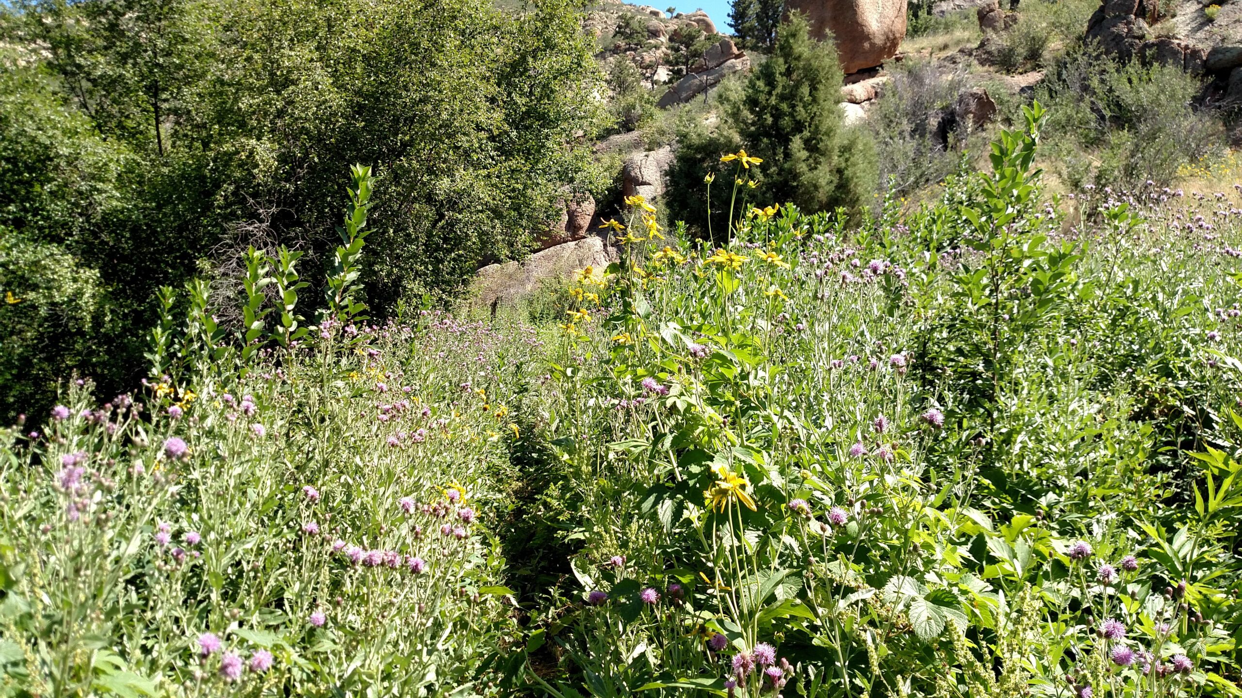 A vibrant meadow filled with purple and yellow wildflowers, surrounded by lush greenery and rocky terrain under a clear blue sky. Mahogany mountain bike trail.