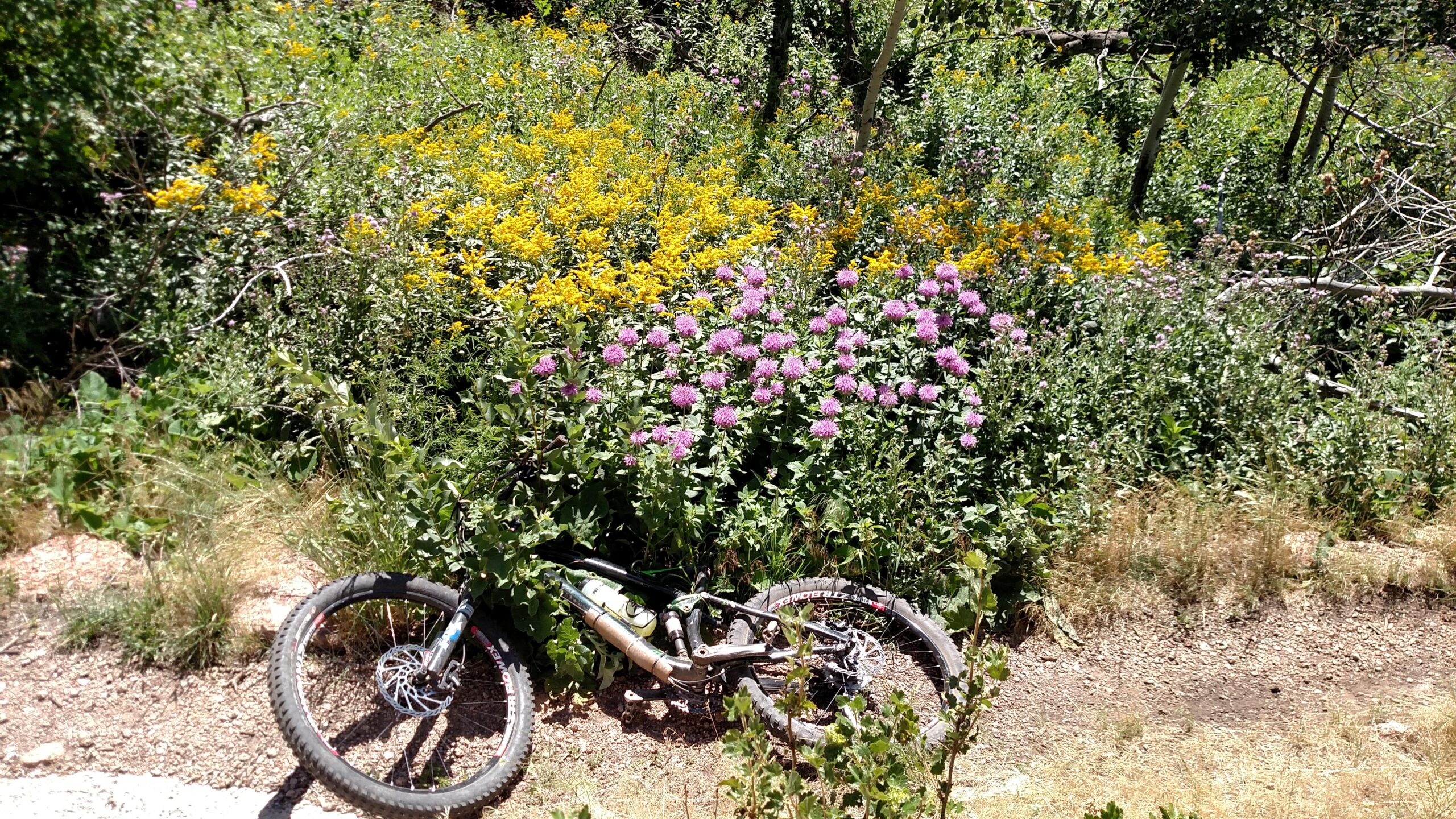 A mountain bike resting on a gravel path surrounded by vibrant wildflowers, including clusters of pink and yellow blooms, amidst lush green foliage. Middle Kingdom mountain bike trail.