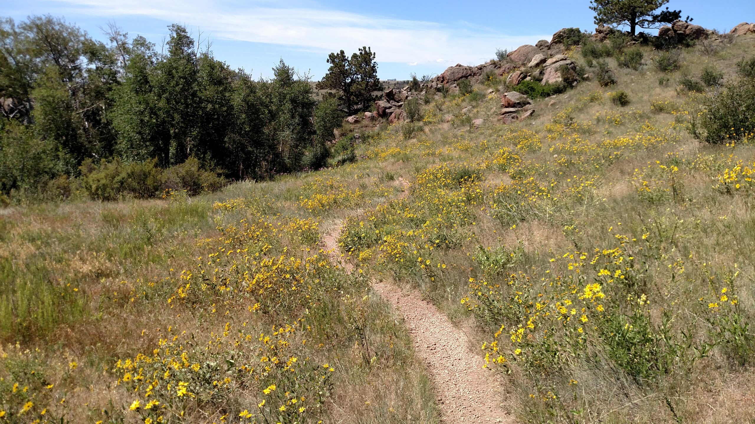 A winding dirt path leads through a field filled with bright yellow wildflowers, surrounded by green shrubs and trees under a clear blue sky. Rocky outcroppings are visible in the background. Blue's Cruz mountain bike trail.