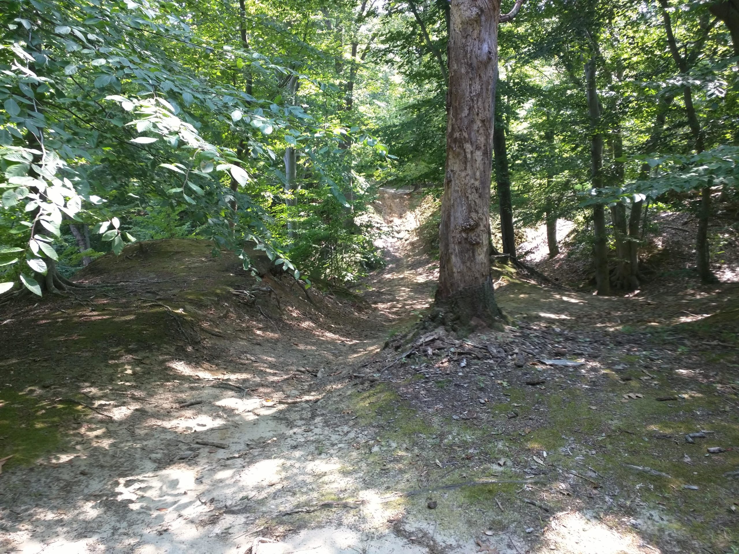 A sunlit forest scene featuring a wooded area with dense greenery. The ground is uneven and partially covered with shadows and exposed soil, leading towards a clear path that winds through the trees. A large tree stands prominently on the left side, surrounded by smaller vegetation and underbrush. Rancocas Woods mountain bike trail.