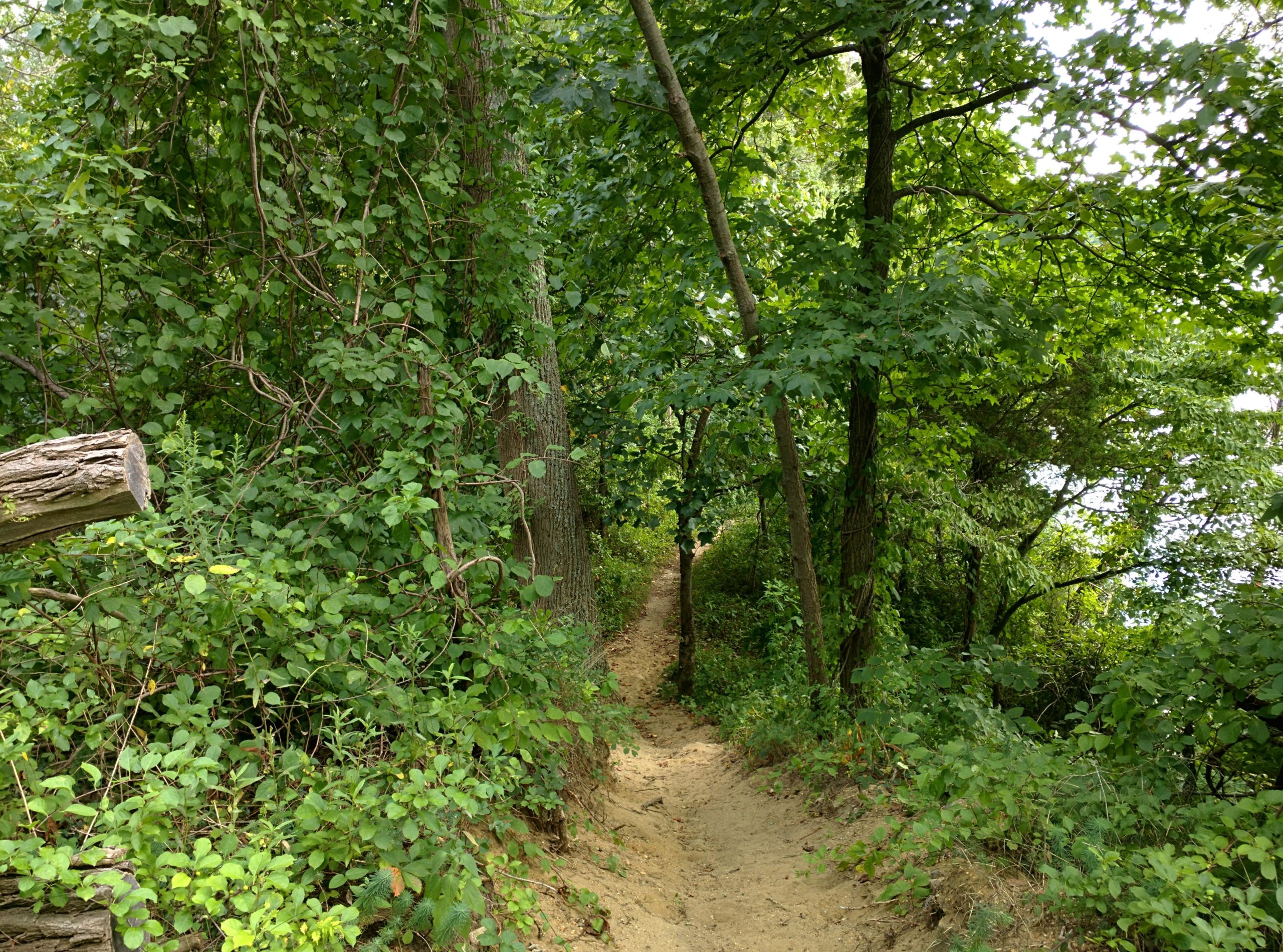 A narrow dirt path winding through a lush green forest, flanked by tall trees and dense foliage. The scene captures the serene beauty of nature, with sunlight filtering through the leaves overhead. Rancocas State Park - Westampton mountain bike trail.