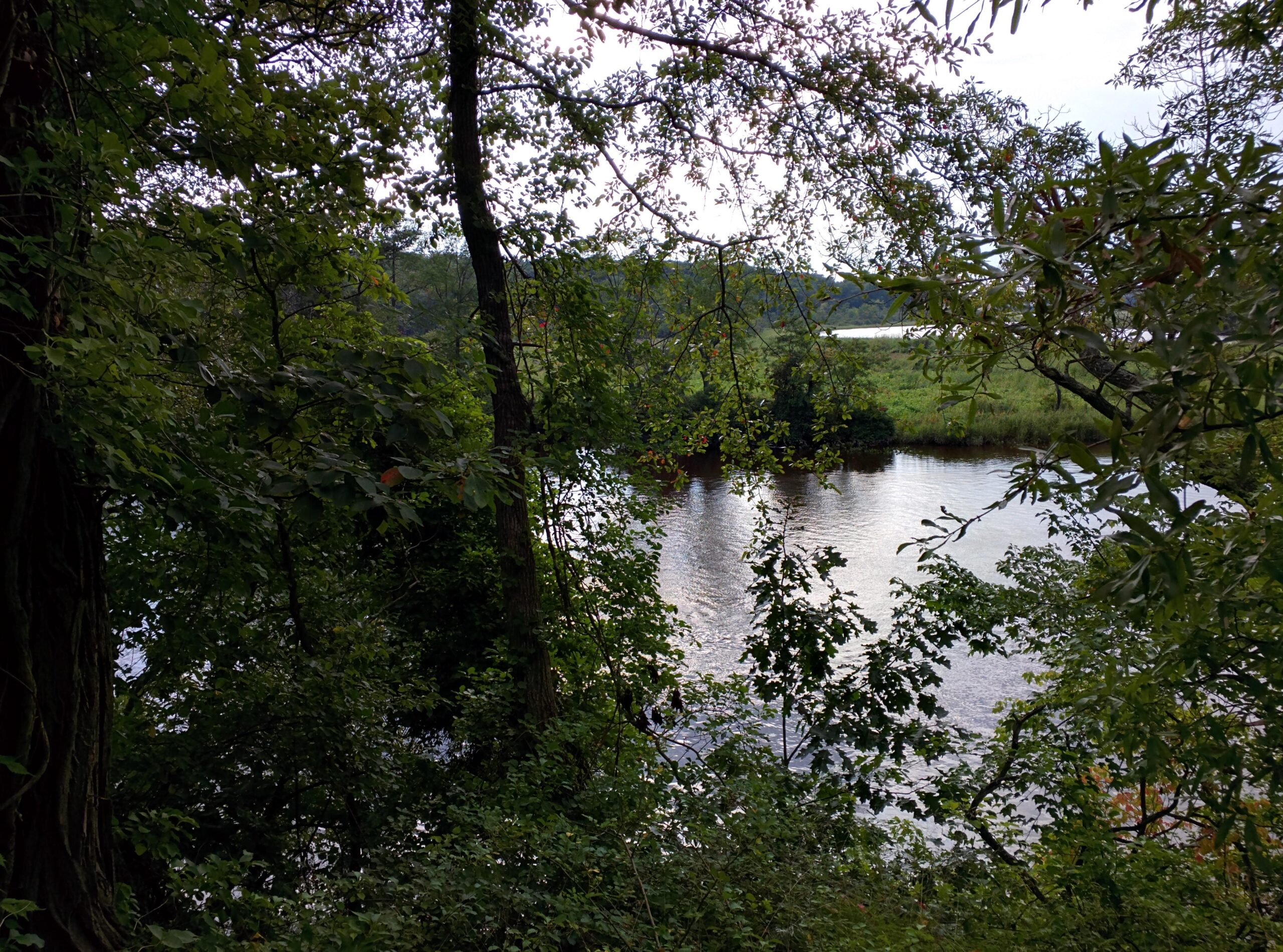 A tranquil view of a river surrounded by lush greenery and trees, reflecting the cloudy sky above. The dense foliage on either side frames the water, creating a serene natural setting. Rancocas State Park - Westampton mountain bike trail.