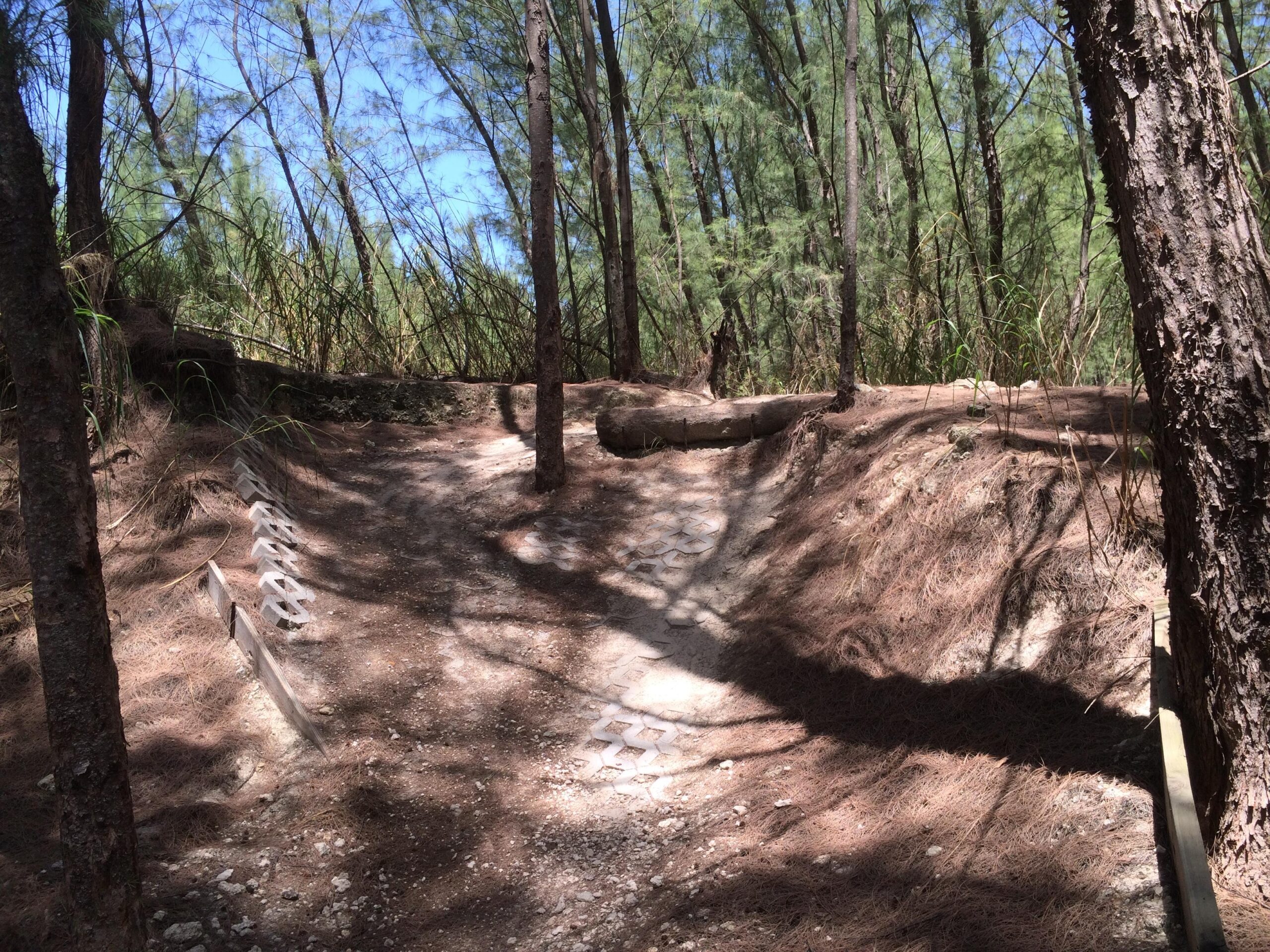 A winding dirt path through a wooded area, surrounded by tall pine trees and patches of sunlight. The trail is partially covered in pine needles, with a log on one side and stone markers along the path. Shadows from the trees create a dappled lighting effect on the ground. Virginia Key North Point mountain bike trail.