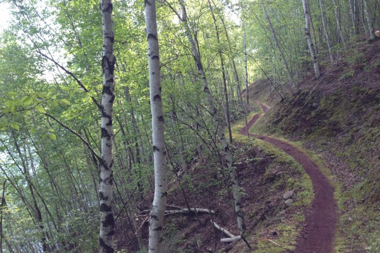 A winding dirt path through a lush green forest, lined with tall, slender trees. The scene captures the rich foliage of the undergrowth and the dappled sunlight filtering through the leaves. The trail meanders along a hillside, inviting exploration in a serene natural setting.