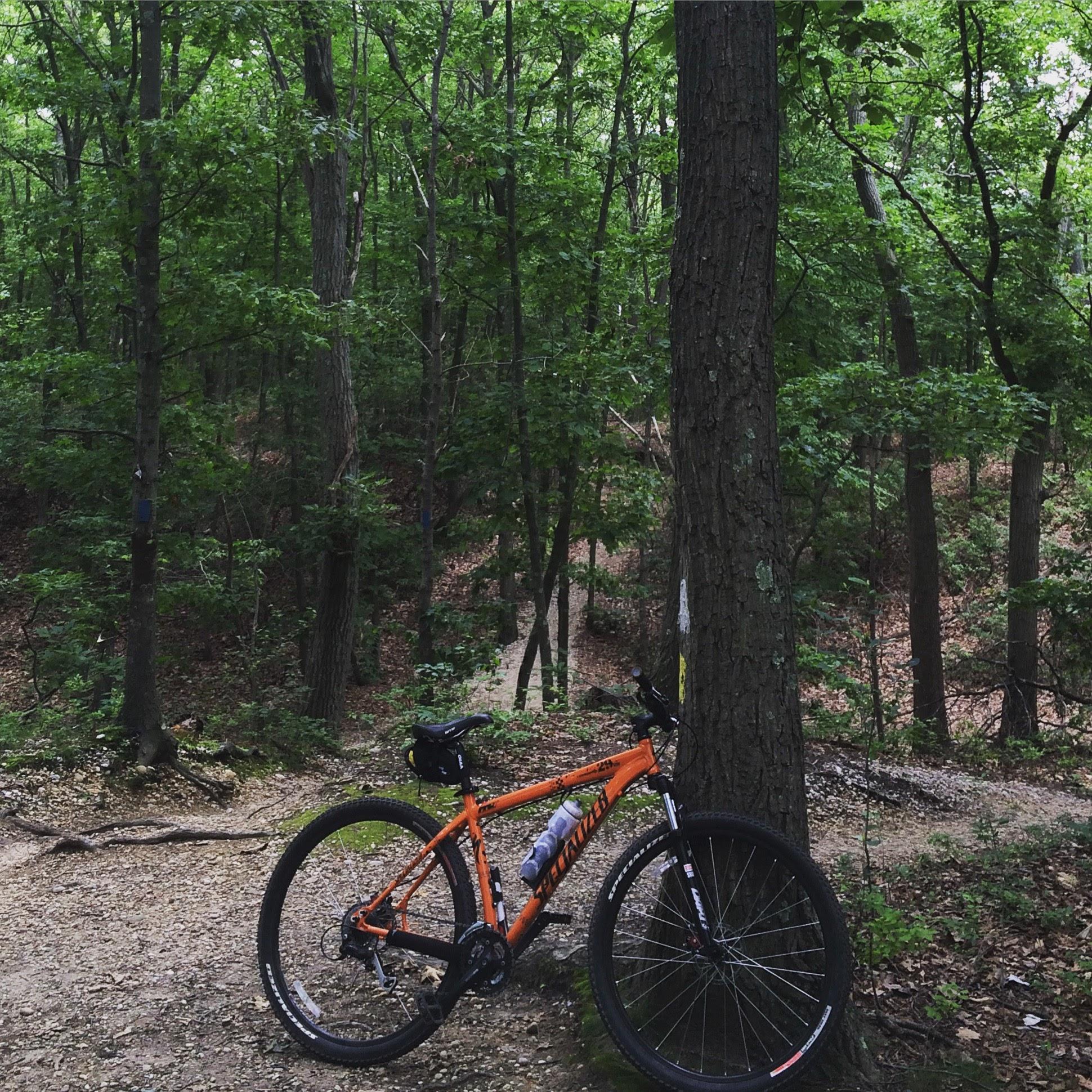 Specialized Rockhopper Sport 29: A vibrant orange mountain bike leaning against a tree in a lush green forest, with dirt trails visible winding through the trees. The scene captures the tranquility of nature and the excitement of outdoor biking adventures.