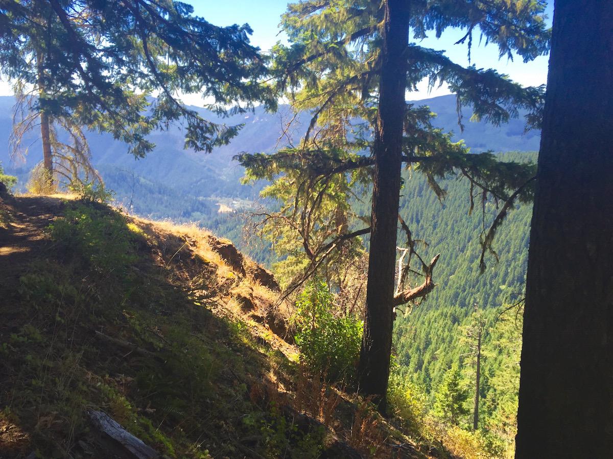 A serene forest view from a hillside trail, showcasing tall evergreen trees and a backdrop of lush, rolling mountains under a clear blue sky. The sunlight filters through the branches, illuminating patches of golden grass and adding warmth to the natural landscape. Alpine Trail mountain bike trail.
