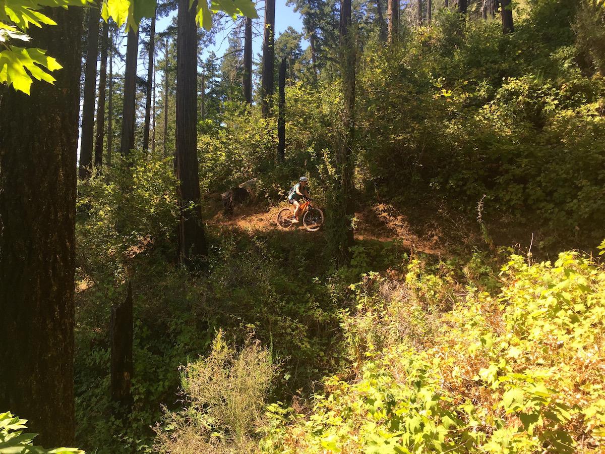 A person riding a mountain bike on a dirt trail surrounded by lush greenery and tall trees in a forest setting. Sunlight filters through the leaves, creating a vibrant outdoor atmosphere. Alpine Trail mountain bike trail.