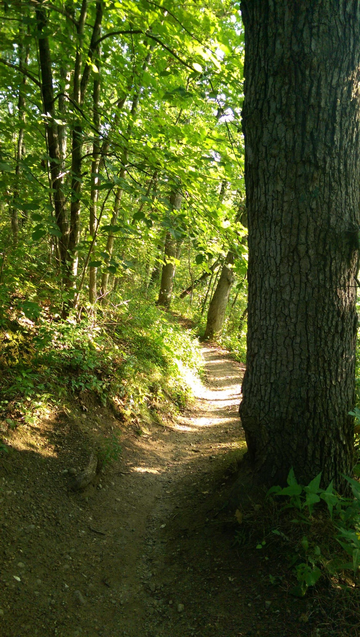 A narrow dirt path winding through a lush forest, surrounded by green foliage and trees, with sunlight filtering through the leaves. Island Lake mountain bike trail.