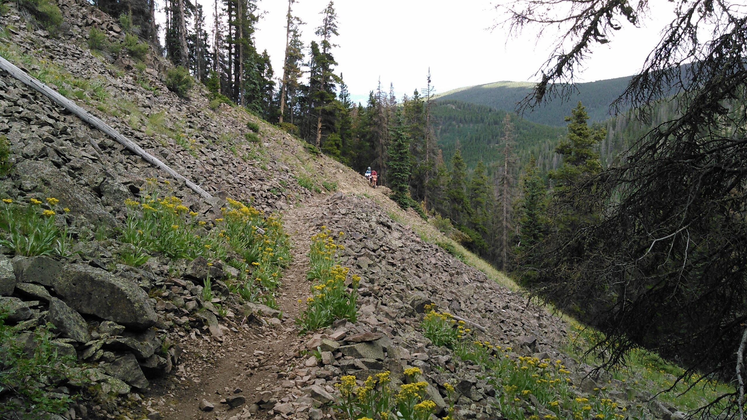 A rocky hiking trail winding through a mountainous landscape, bordered by vibrant yellow wildflowers and tall evergreen trees. In the distance, two hikers can be seen traversing the trail against a backdrop of green hills and cloudy sky. Long Branch Trail / #489 mountain bike trail.