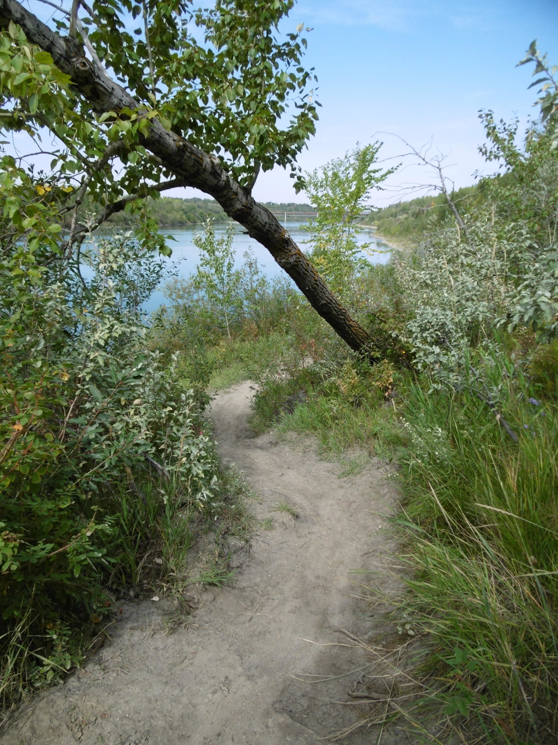 A winding dirt path leads through lush greenery towards a calm body of water, with a partially leaning tree branch extending over the pathway. The scene is set under a clear blue sky, showcasing a peaceful outdoor environment. Strathcona Science Park mountain bike trail.