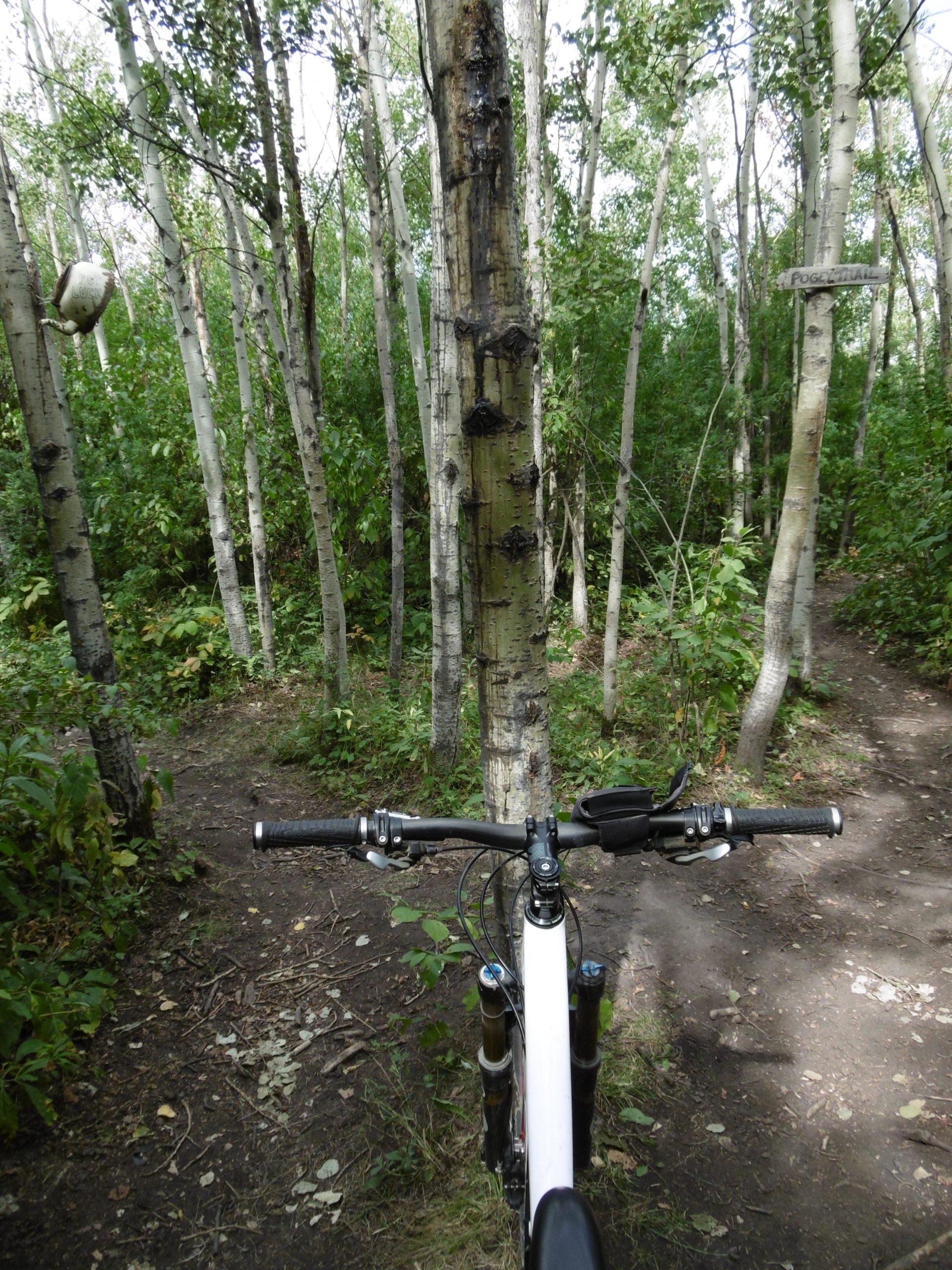 Alt text: A view from the handlebars of a mountain bike positioned on a wooded trail, surrounded by tall aspen trees and dense greenery. A wooden sign, partially visible, indicates the direction of the trail. Strathcona Science Park mountain bike trail.