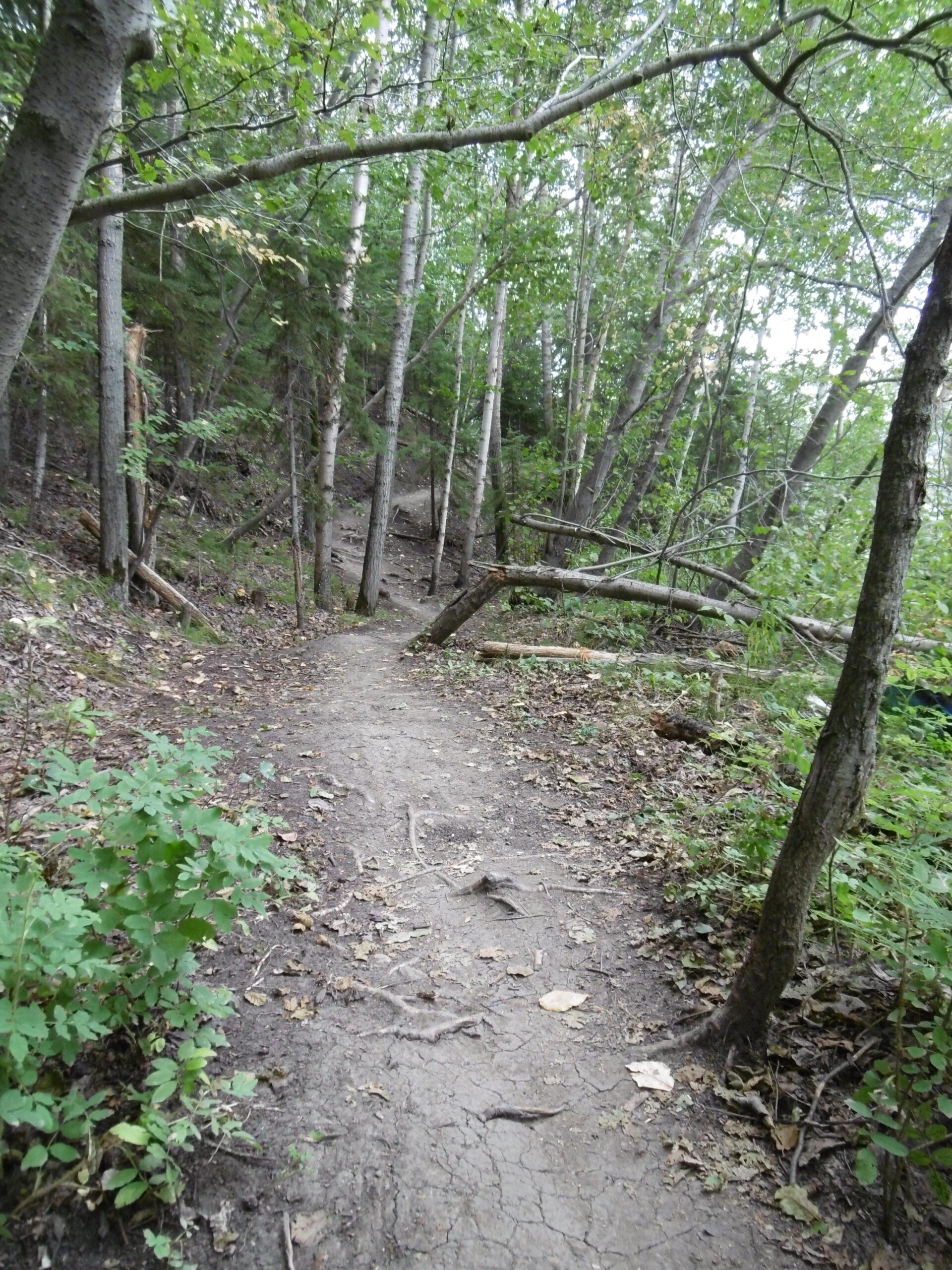 A narrow dirt path winding through a green forest, surrounded by trees with a mix of leafy branches and fallen leaves on the ground. The trail is slightly uneven, with patches of exposed soil and small plants along the sides. Strathcona Science Park mountain bike trail.
