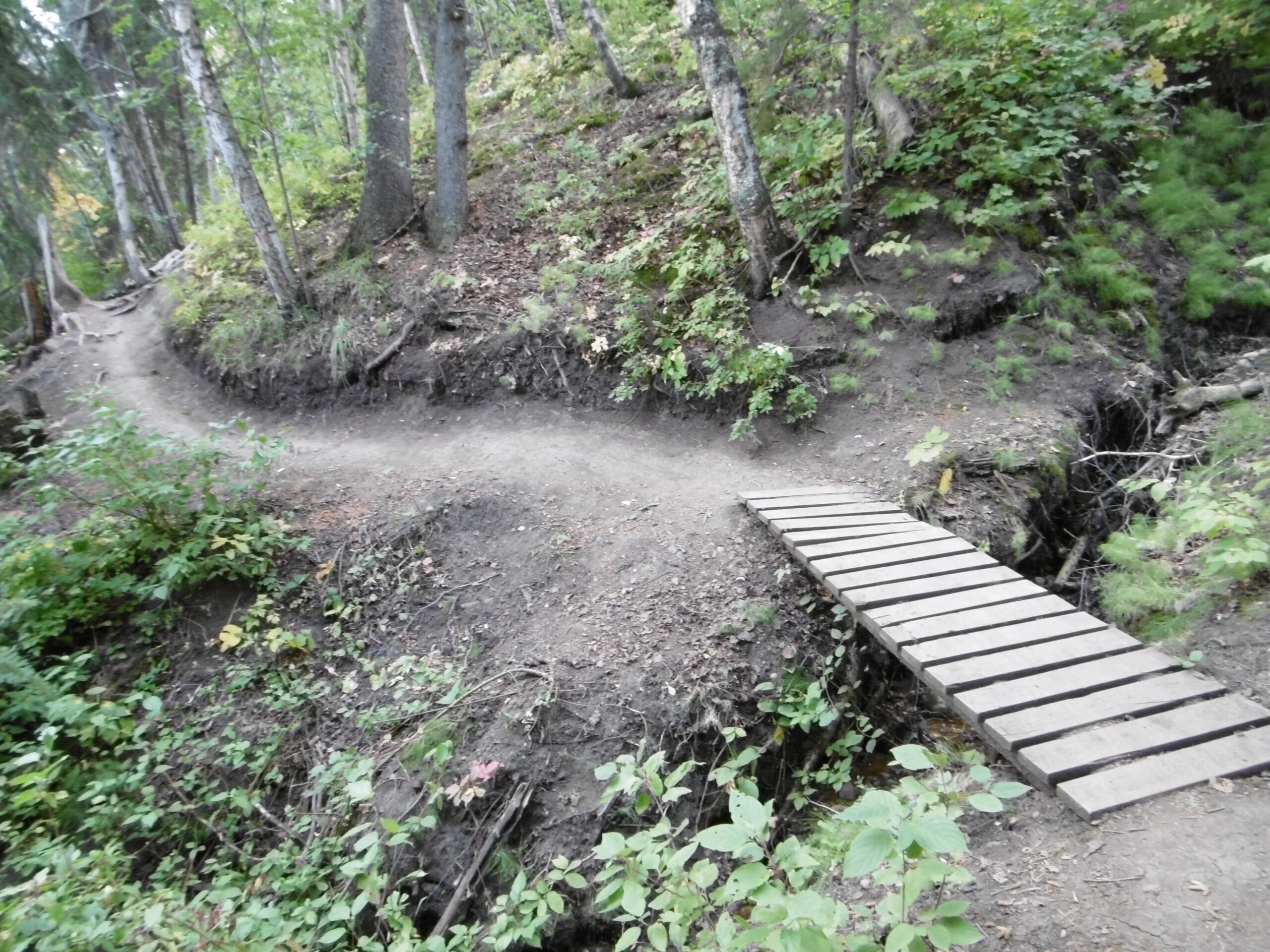 A winding dirt trail in a forest, featuring lush greenery and trees. A small wooden bridge spans a narrow gap, providing a pathway over the terrain. Strathcona Science Park mountain bike trail.