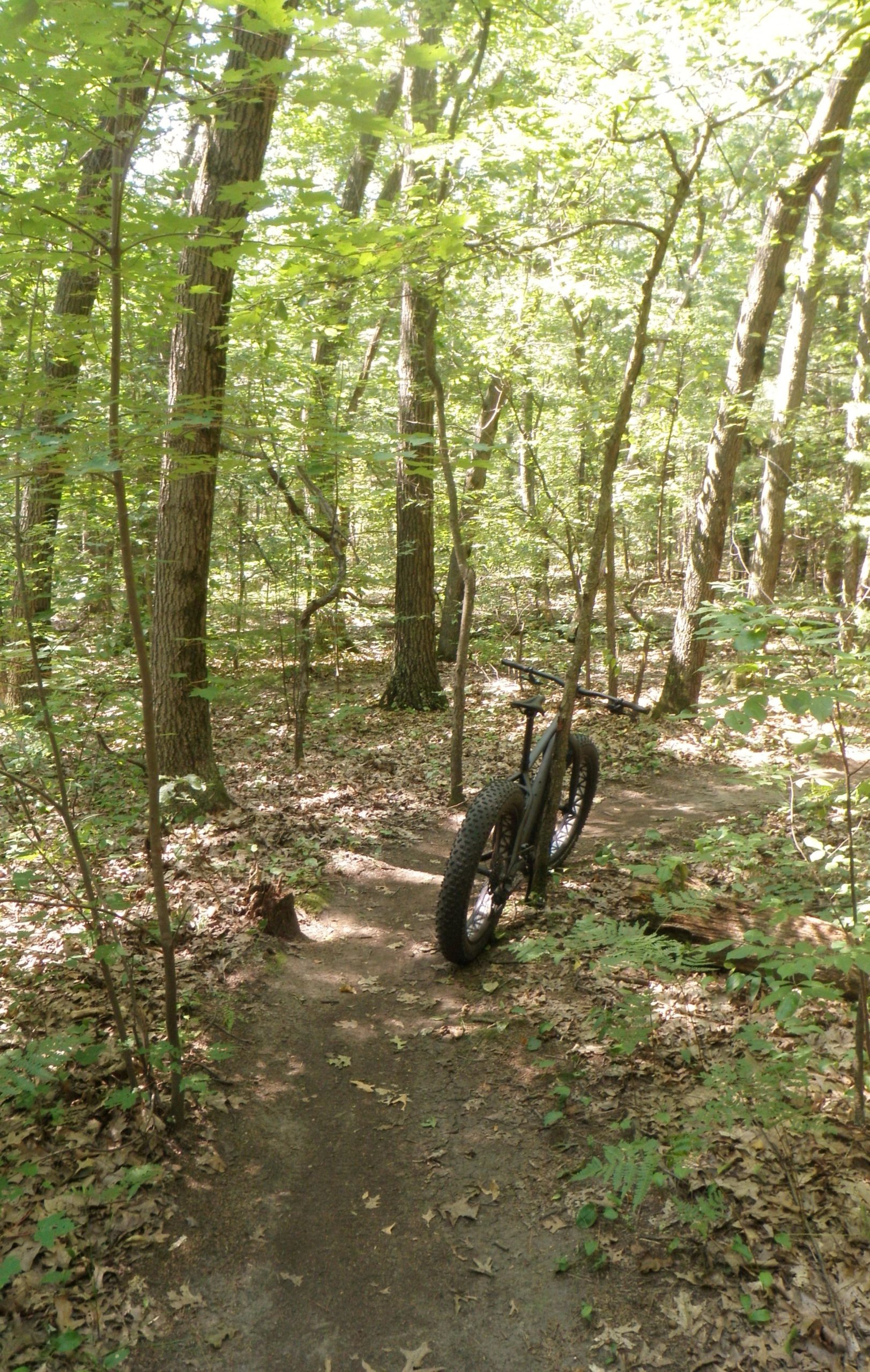 A mountain bike is leaning against a tree on a narrow dirt path surrounded by dense greenery in a forest. Sunlight filters through the trees, creating a bright and vibrant atmosphere. Turkey Point Provincial Park mountain bike trail.