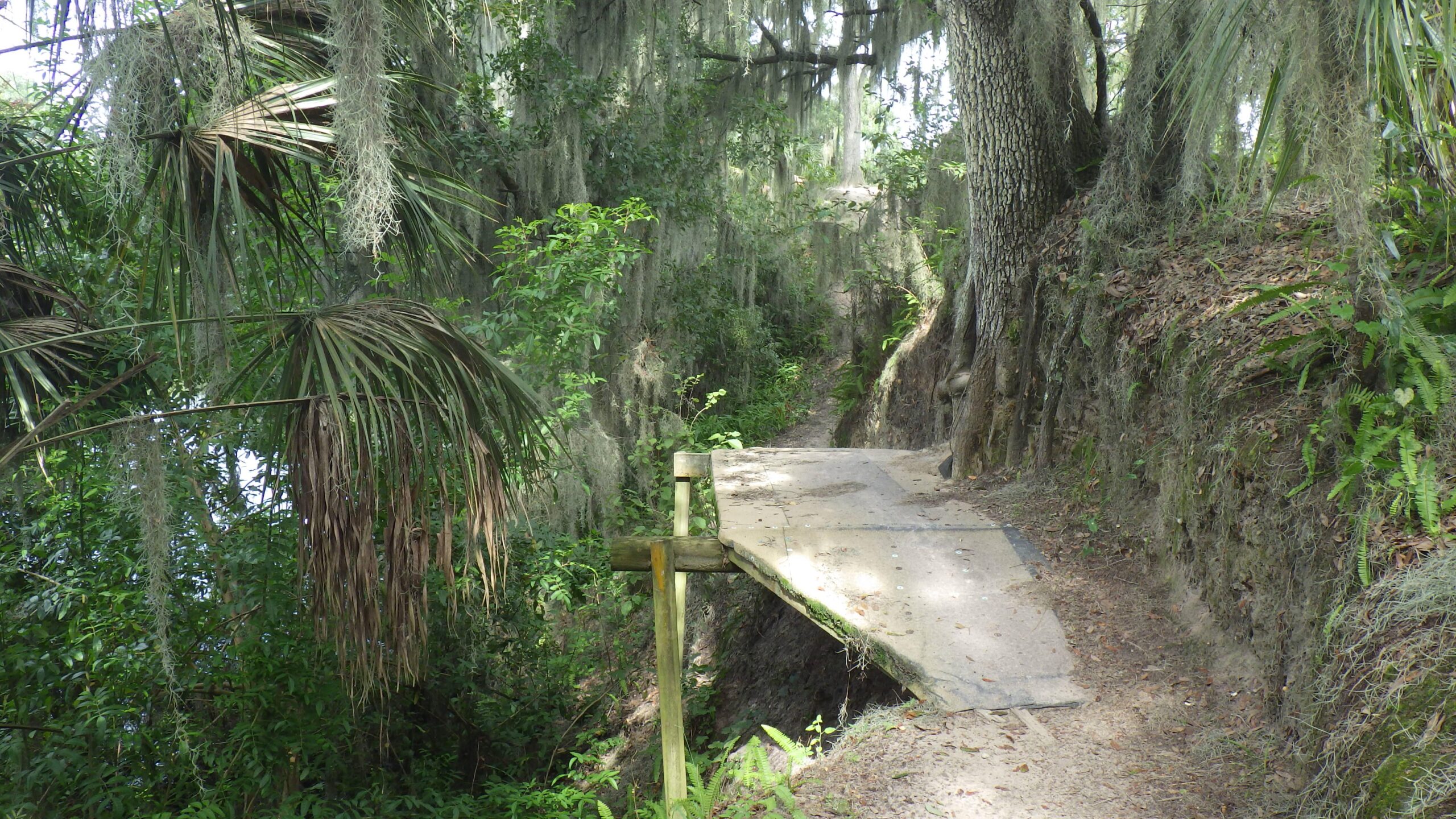A narrow dirt path surrounded by lush green vegetation, including palm leaves and Spanish moss. A wooden platform extends over a steep drop-off, providing a crossing point along the trail. The scene captures a serene, natural landscape typical of a forested area. Loyce E. Harpe Park mountain bike trail.