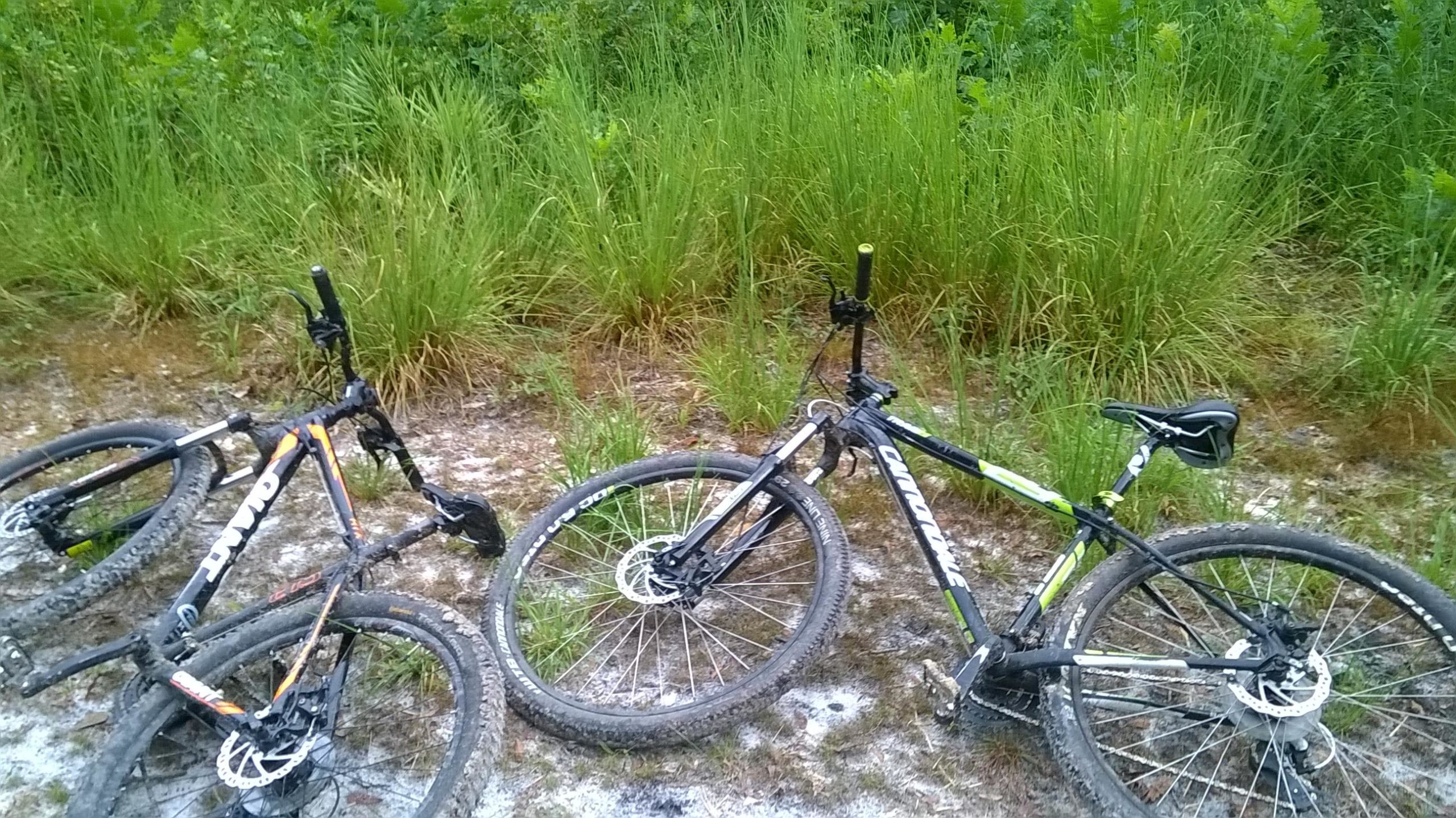 Two muddy mountain bikes are propped up on a sandy trail surrounded by tall green grass and shrubbery in a natural outdoor setting. Alafia River State Park mountain bike trail.