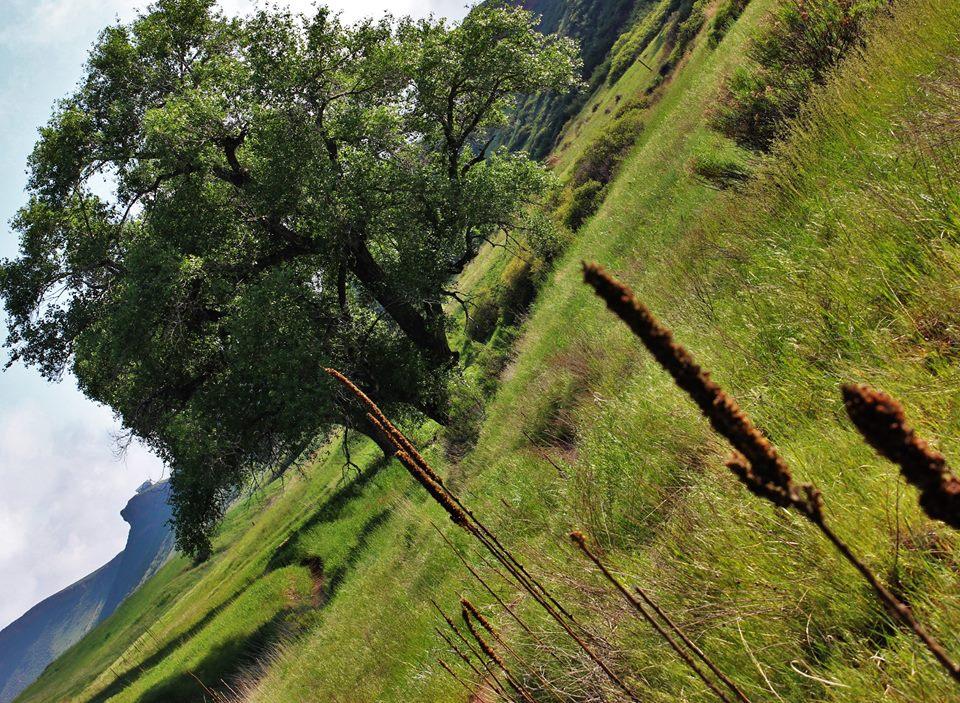 A lush, green landscape featuring a large tree on the left side, with tall grasses and plants in the foreground. A distant mountain rises in the background under a partly cloudy sky. The image depicts a serene natural setting. Blue Sky mountain bike trail.