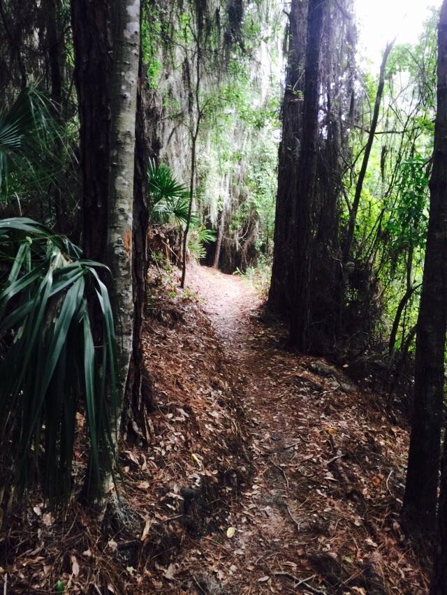A narrow dirt path winding through a dense forest, flanked by tall trees and greenery. The ground is covered with pine needles and leaves, creating a natural, earthy atmosphere. Soft light filters through the foliage, hinting at a tranquil and inviting environment for walking or exploring. Balm Boyette Scrub Preserve mountain bike trail.