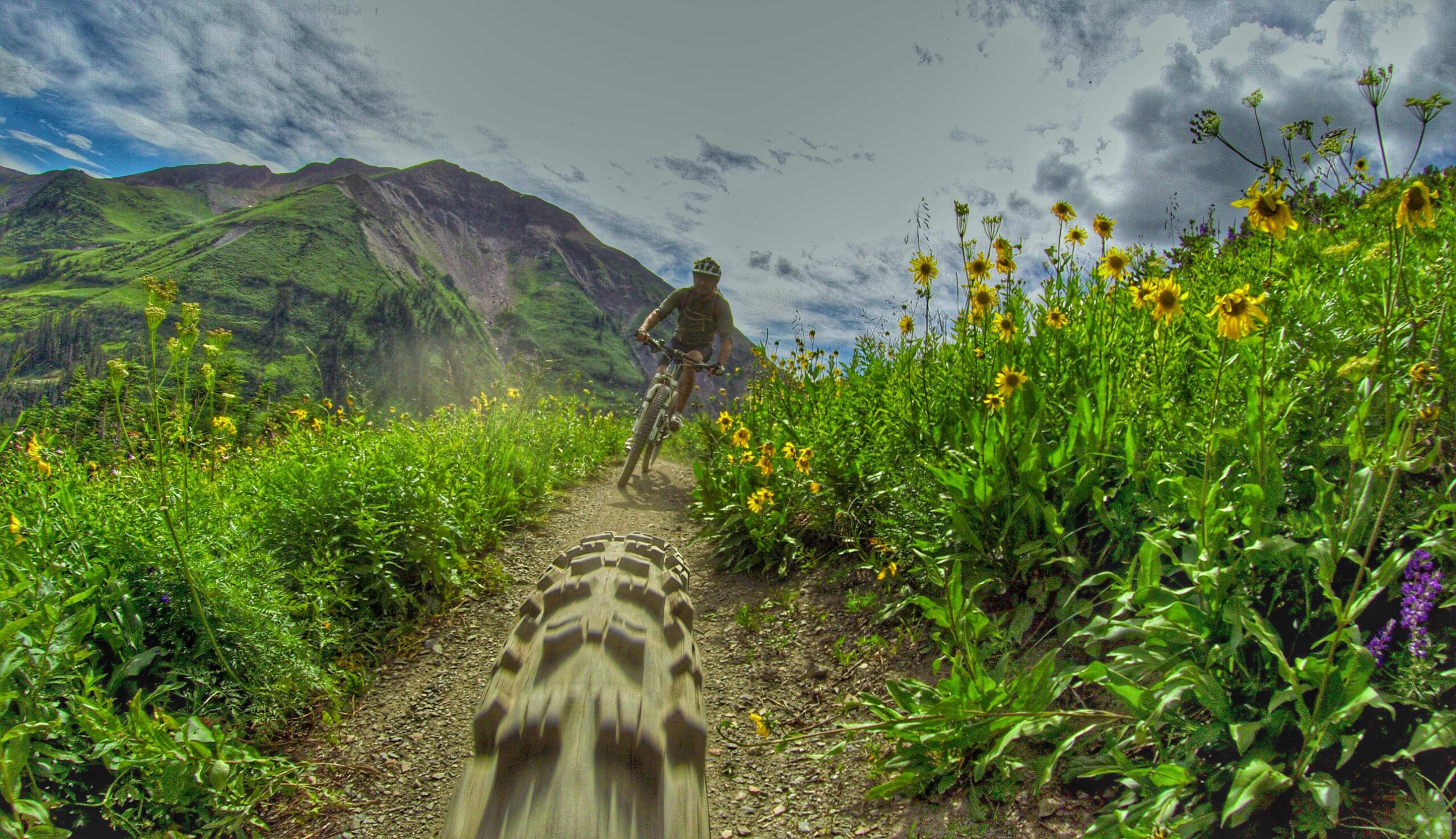 A mountain biker navigates a flower-lined dirt trail with vibrant yellow flowers on either side, set against lush green hills and a blue sky dotted with clouds. The perspective is low, showing the bike tire in the foreground and the rider in motion, creating a dynamic sense of adventure in nature. Trail 401 mountain bike trail.