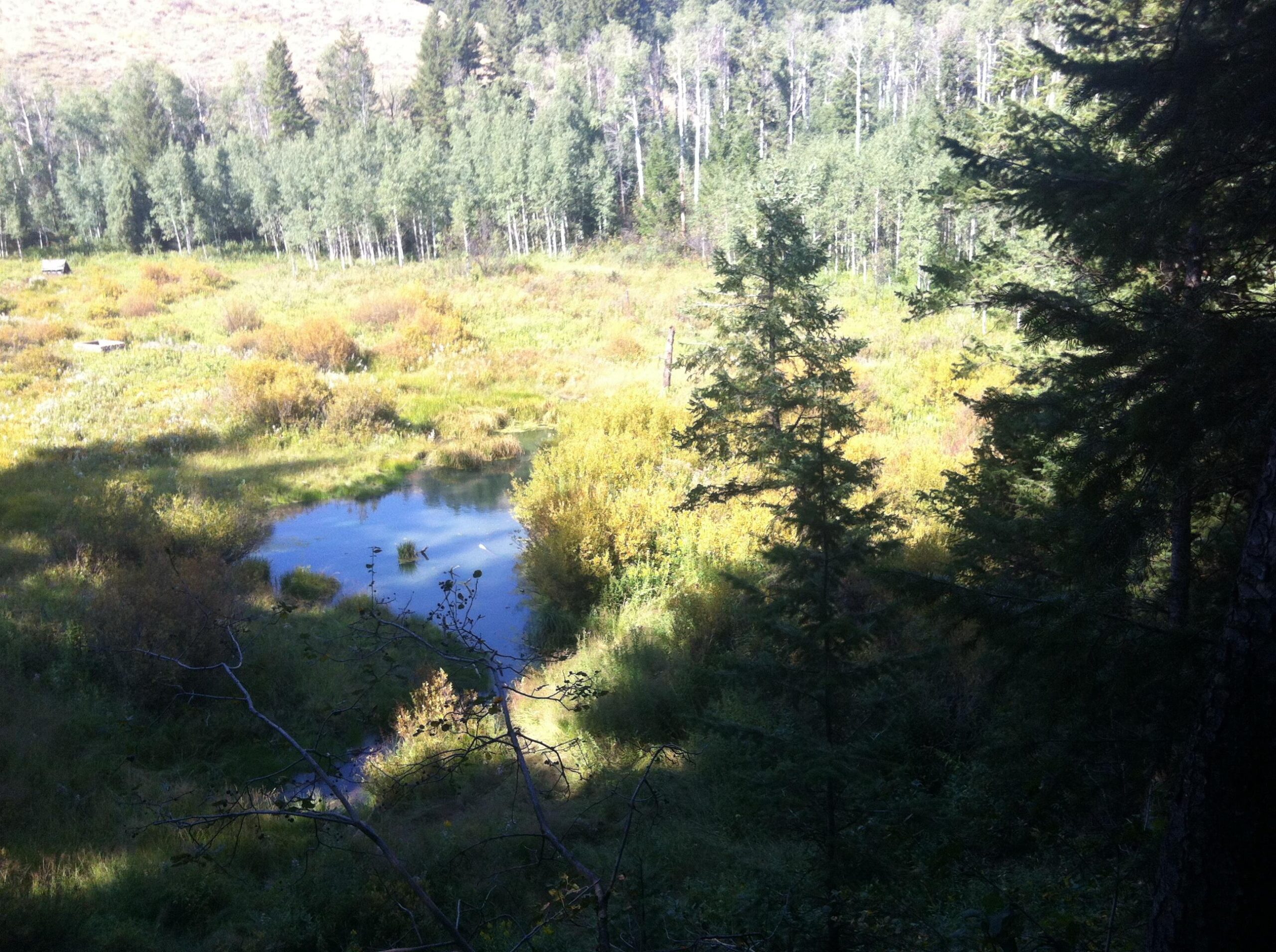 A serene landscape featuring a small pond surrounded by lush greenery and tall trees. The foreground shows grassy areas with patches of colorful foliage, while a dense forest of aspen and coniferous trees rises in the background, under a bright, clear sky. Gibson Jack/west Fork mountain bike trail.