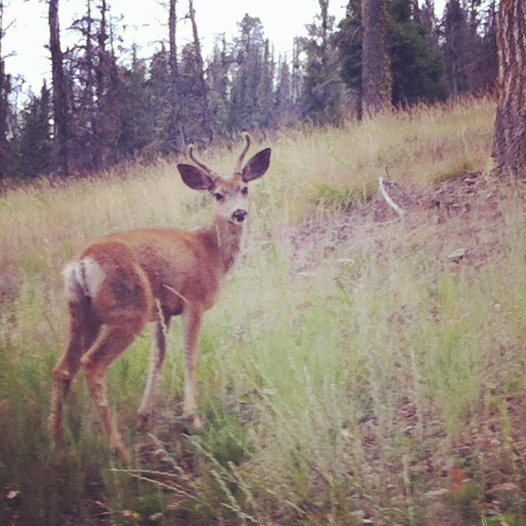 A young deer with antlers stands alert in a grassy area surrounded by trees. The deer is facing towards the camera, showcasing its brown fur and expressive ears. The background features a mixture of tall grasses and evergreen trees, creating a natural woodland setting. Bald Mountain Bike Park mountain bike trail.