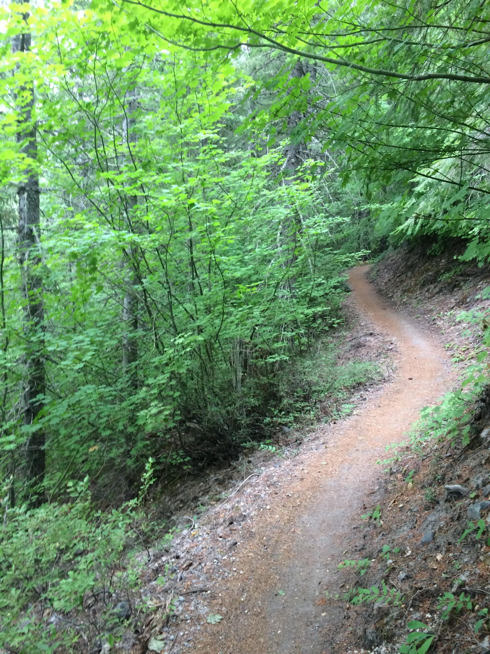 A winding dirt path through a lush green forest, surrounded by dense vegetation and tall trees. The trail is bordered by small shrubs and the ground is covered in a mix of gravel and soft earth, inviting exploration into the tranquil, natural environment. Ape Canyon#234, Abraham#216d, Smith Creek#225 Trails mountain bike trail.