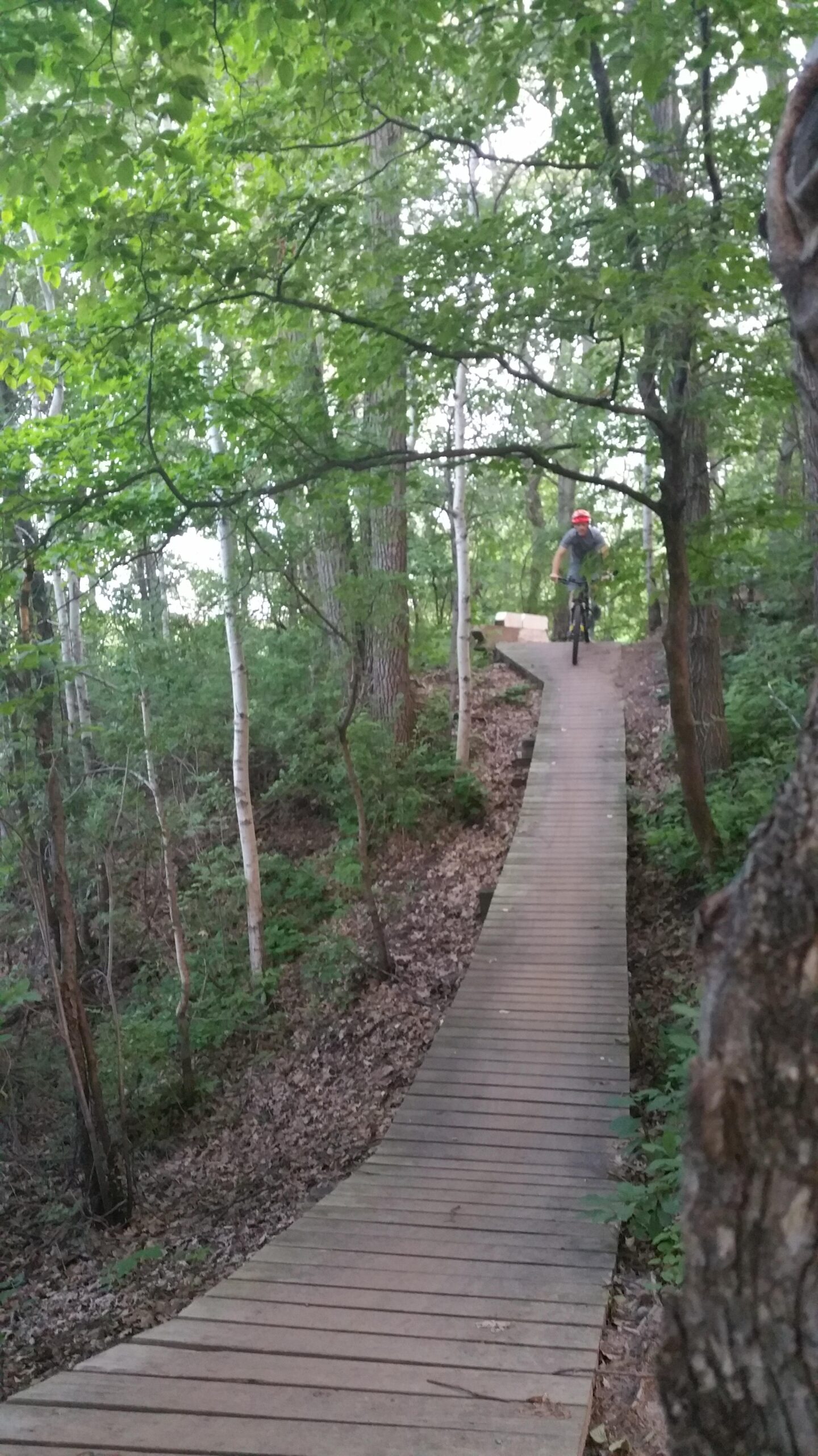A cyclist riding on a wooden trail surrounded by lush greenery in a forested area. The path curves gently through the trees, with sunlight filtering through the leaves overhead. Carver Lake Park mountain bike trail.
