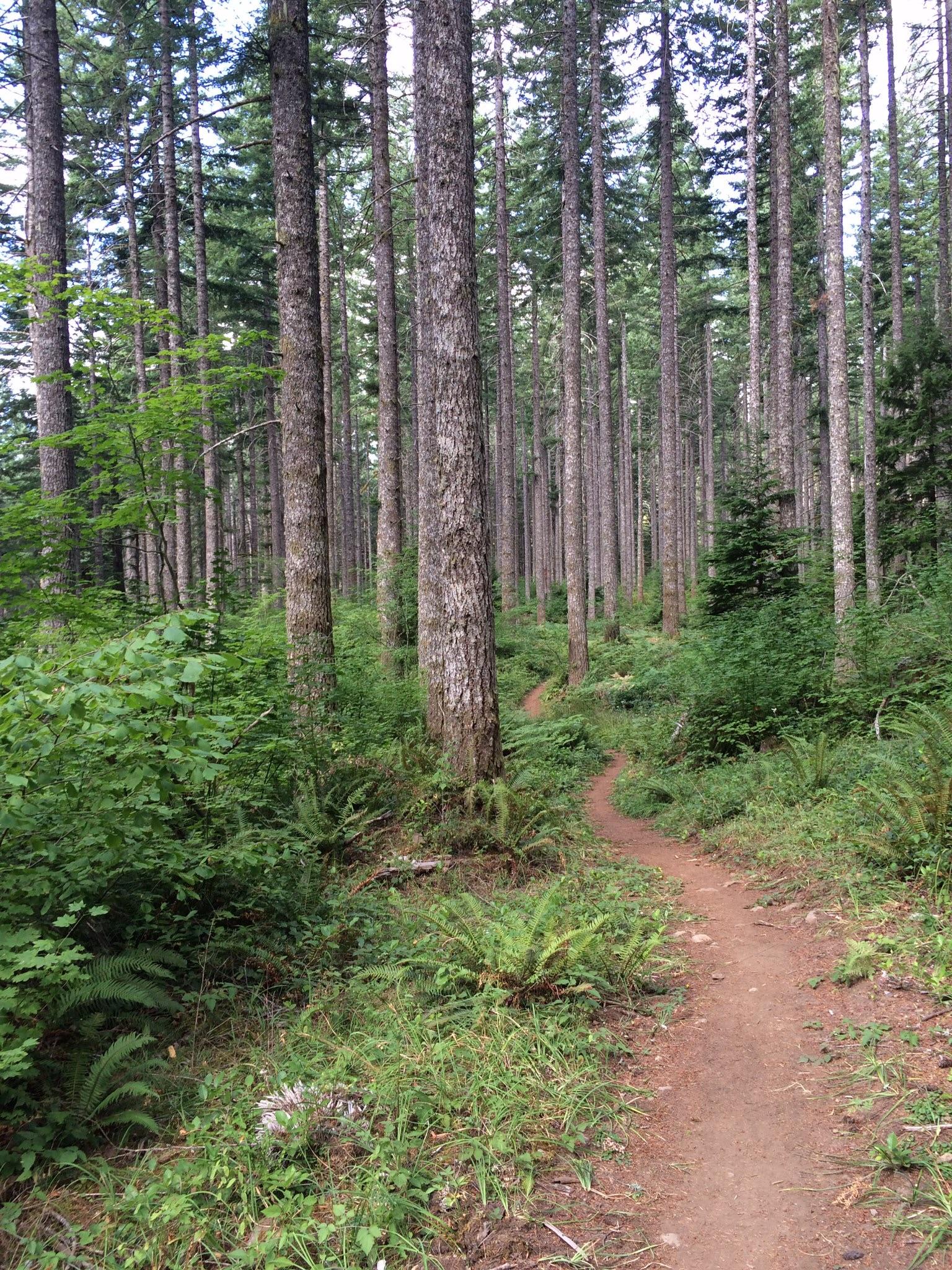 A winding dirt path leads through a dense forest filled with tall, straight trees and lush green underbrush. The scene is brightened by dappled sunlight filtering through the leaves. Ferns and small plants line the sides of the trail, creating a tranquil and inviting atmosphere. Shelburg Falls mountain bike trail.